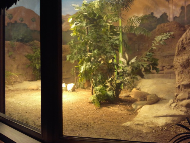 Dec. 2011-Dragons!-Komodo dragon exhibit