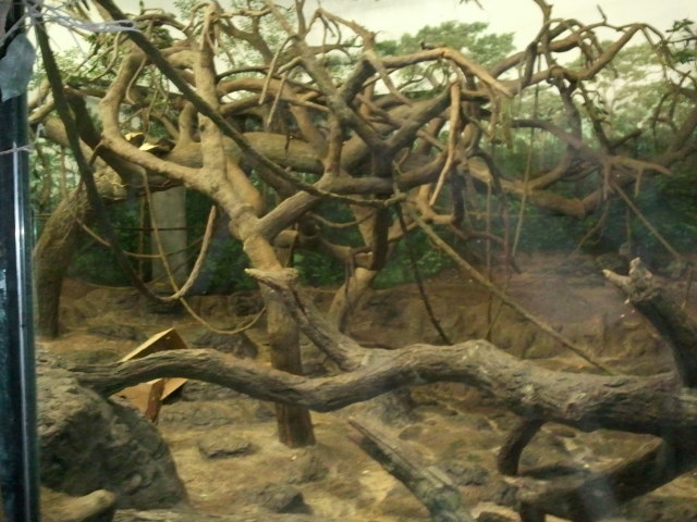 Dec. 2011-Jungle Trails-Tropical African Animals-Bonobo bedroom