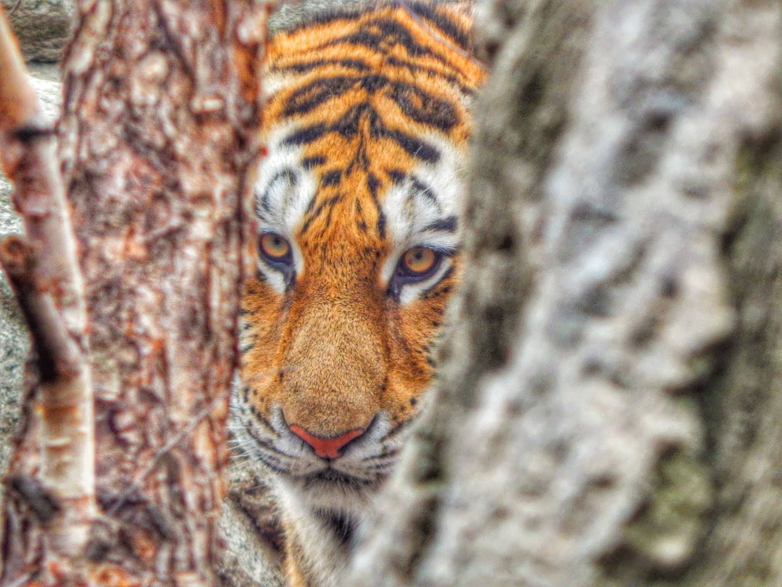 Dec. 2014 - Asia Quest - Amur Tiger