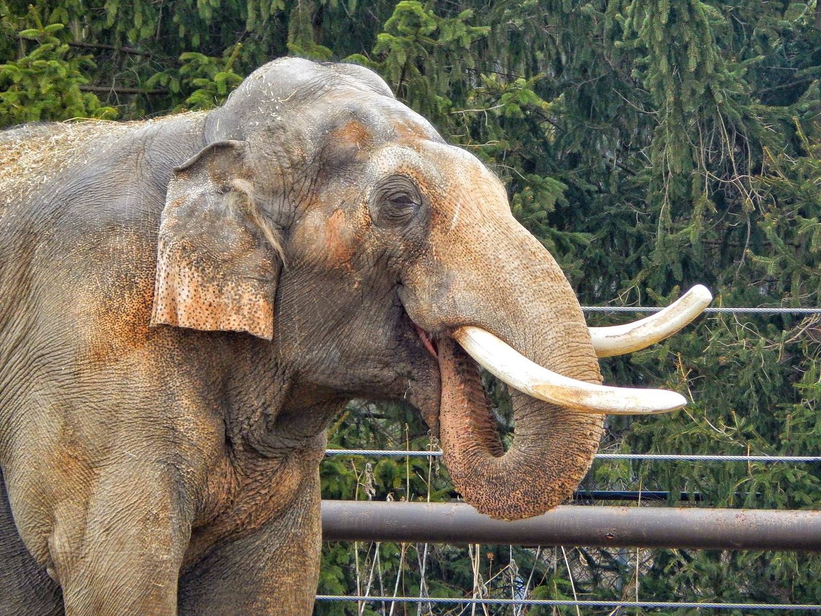 Dec. 2014 - Asia Quest - Hank