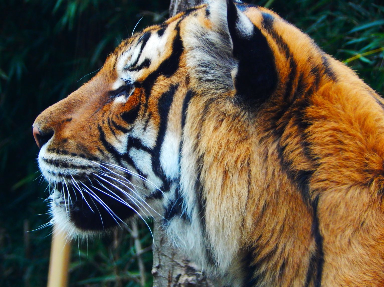 Dec. 2014 - Cat Canyon - Malayan Tiger