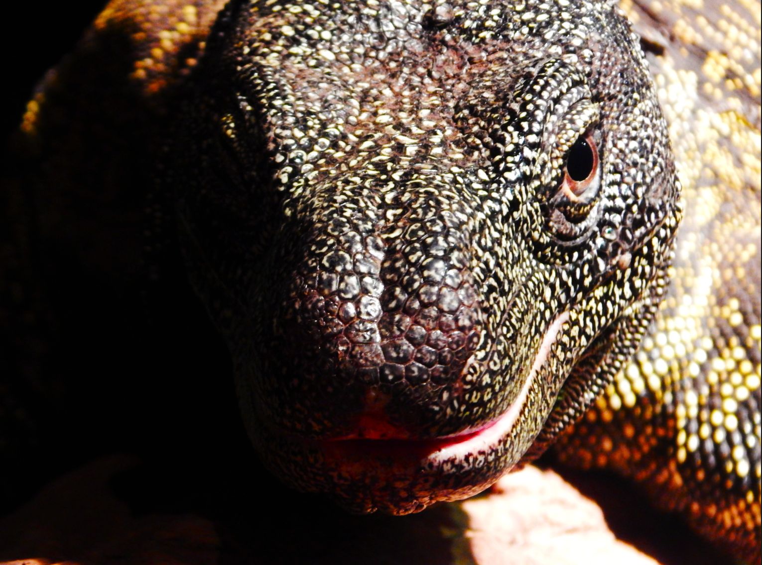 Dec. 2014 - Dragons! - Crocodile Monitor