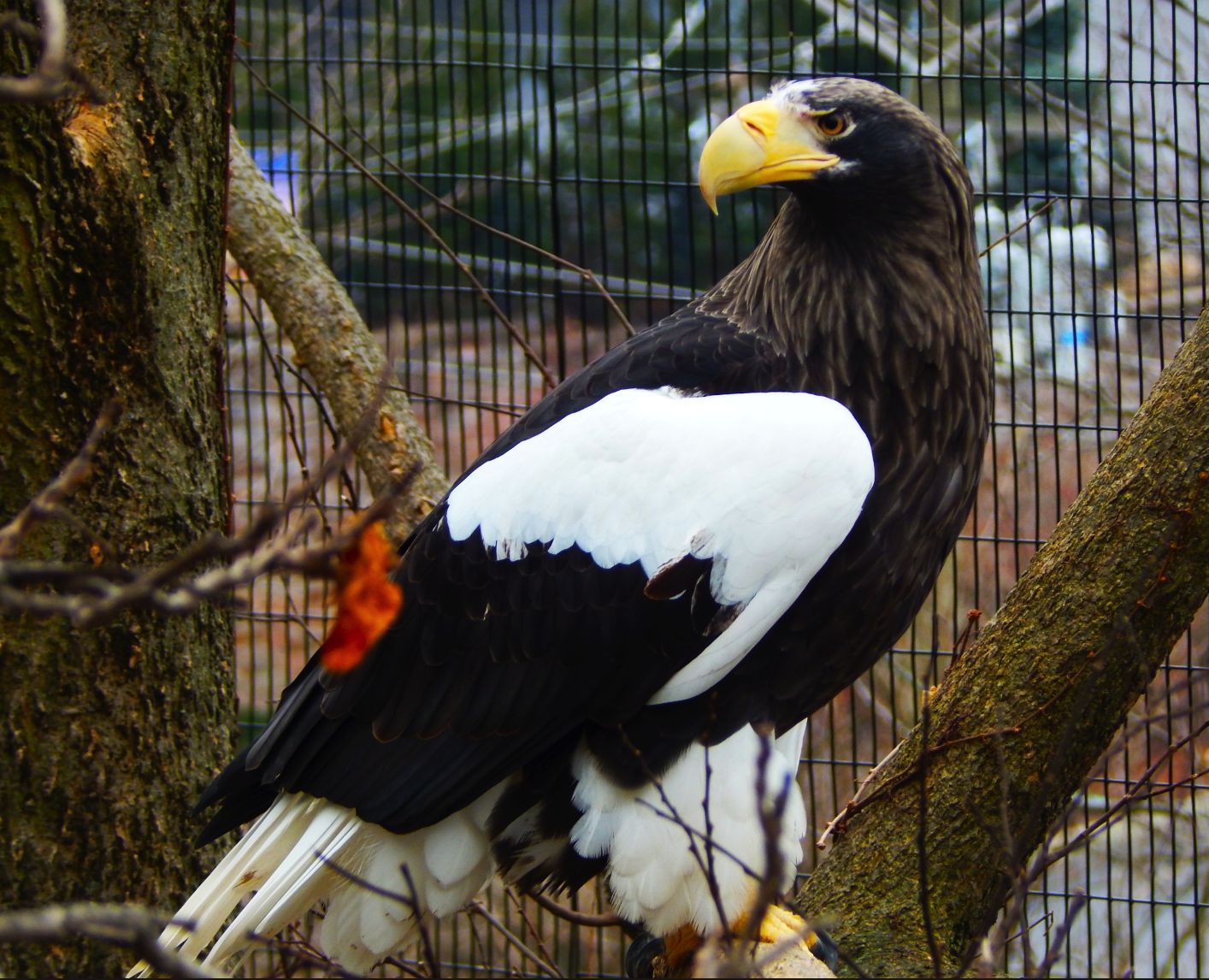 Dec. 2014 - Eagle Eyrie - Stellers Sea Eagle
