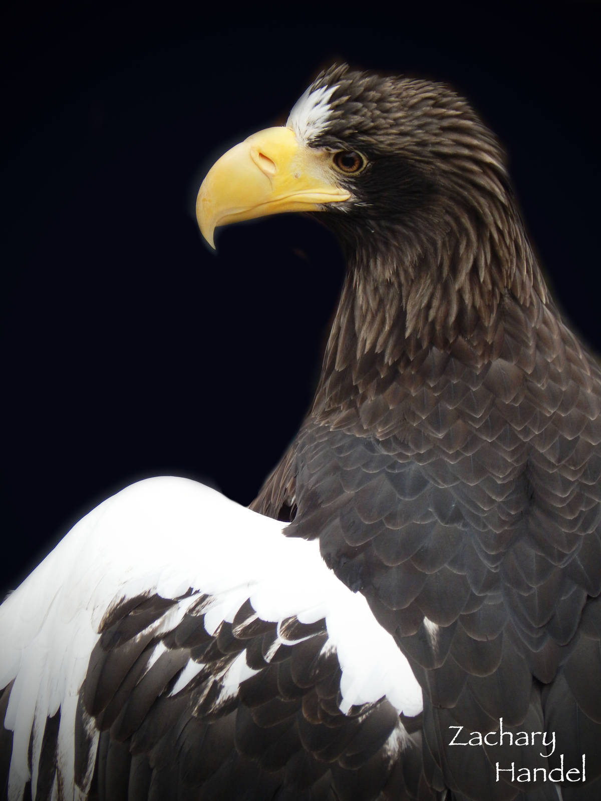 Dec. 2014 - Eagle Eyrie - Steller's Sea Eagle