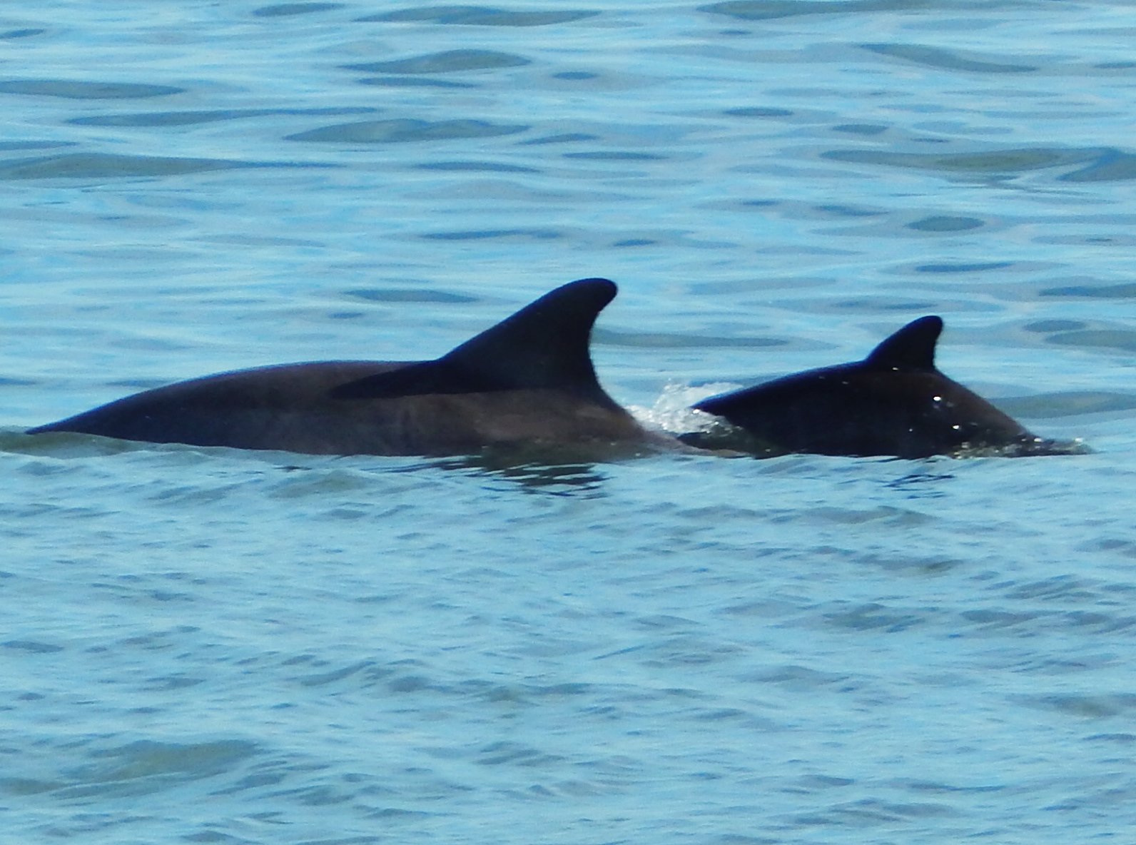 Dec. 2014 - Hilton Head Island - South Carolina - Atlantic Bottlenose Dolph