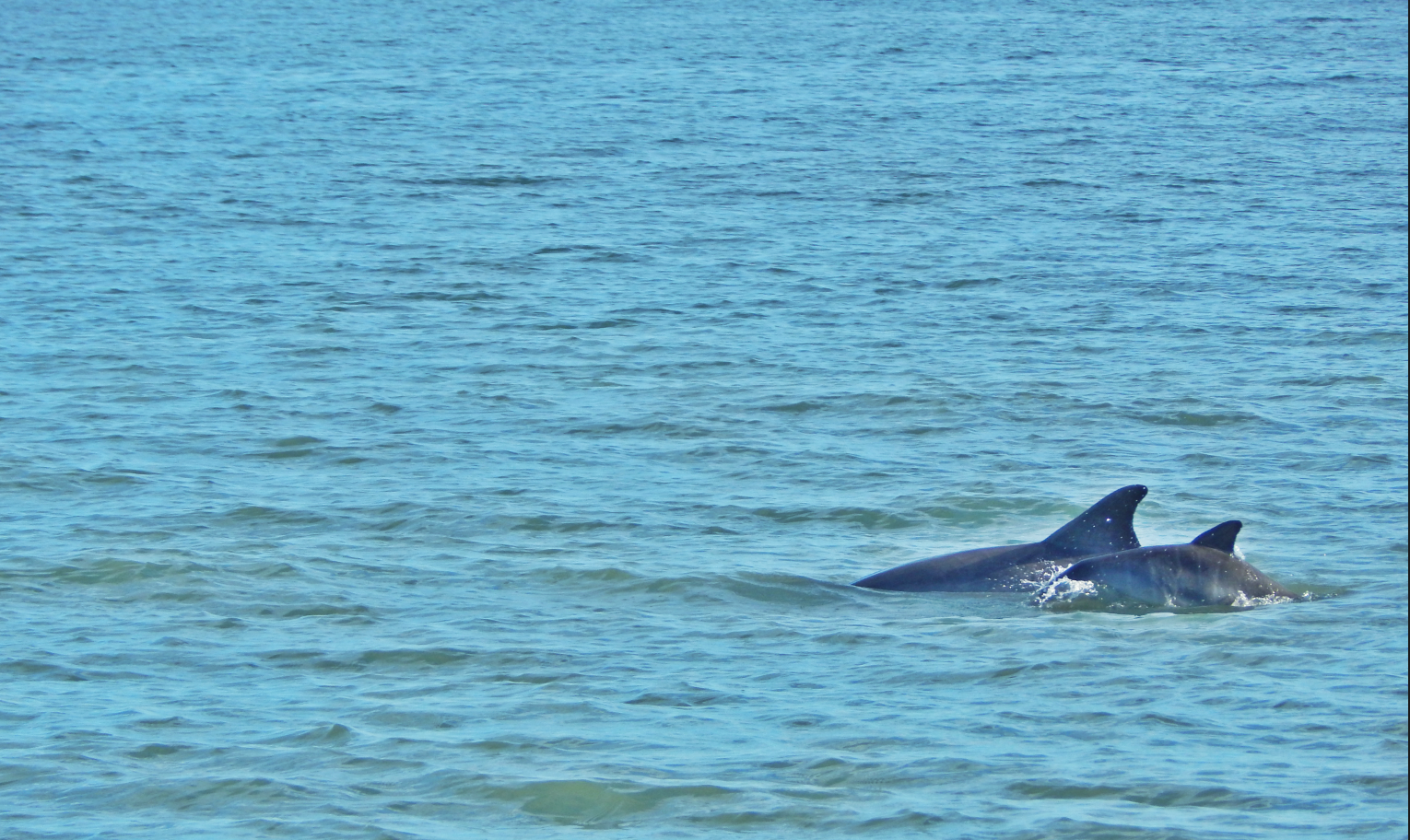 Dec. 2014 - Hilton Head Island