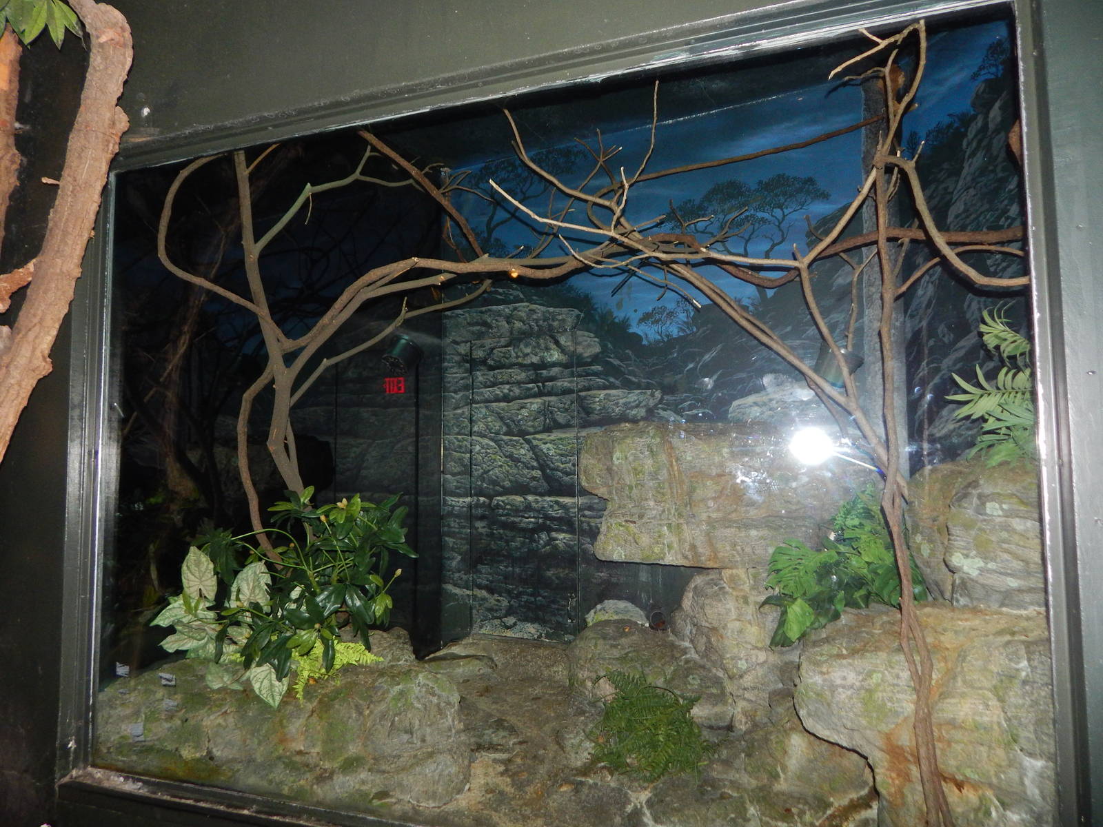 Dec. 2014 - Jungle Trails - Potto Exhibit