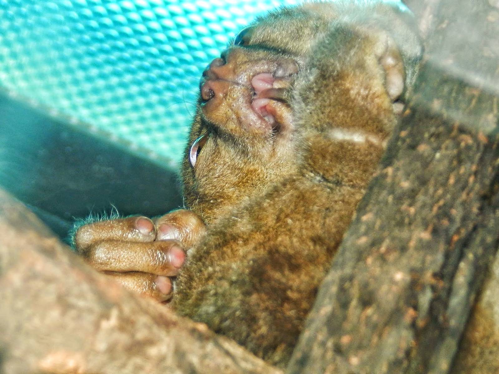 Dec. 2014 - Jungle Trails - Potto