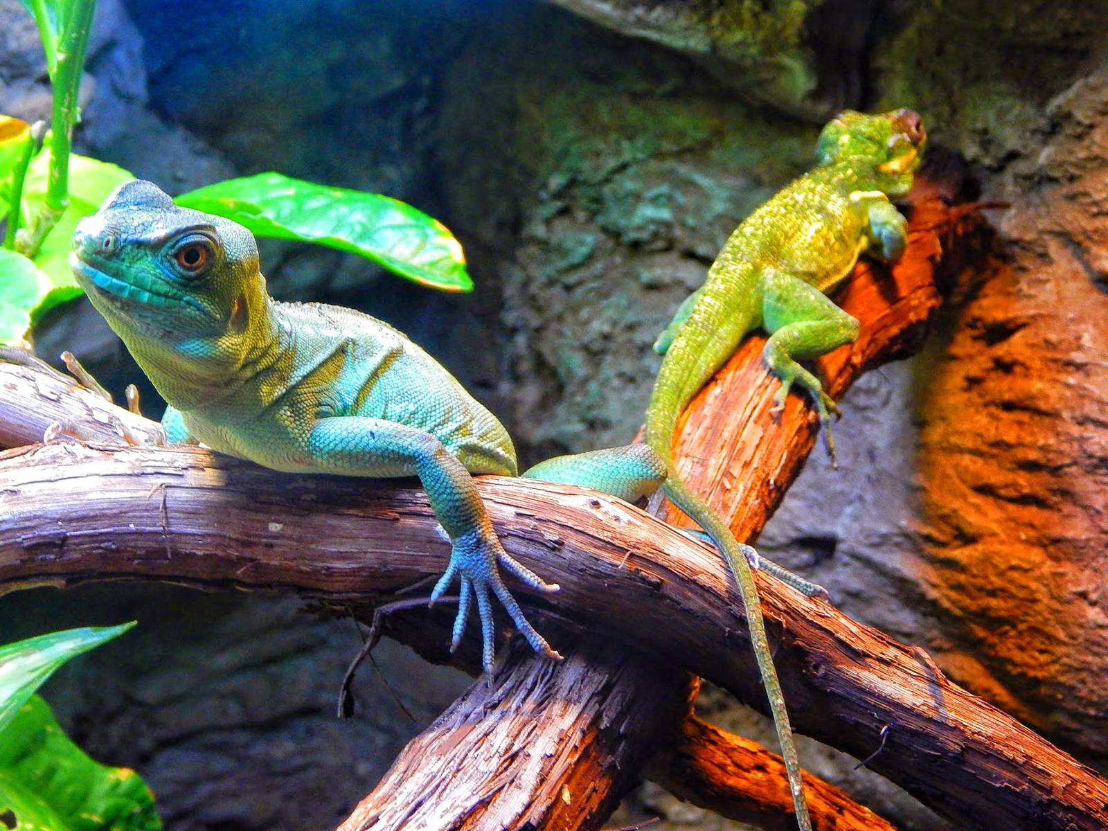 Dec. 2014 - Manatee Springs - Green Basilisk + Knight Anole