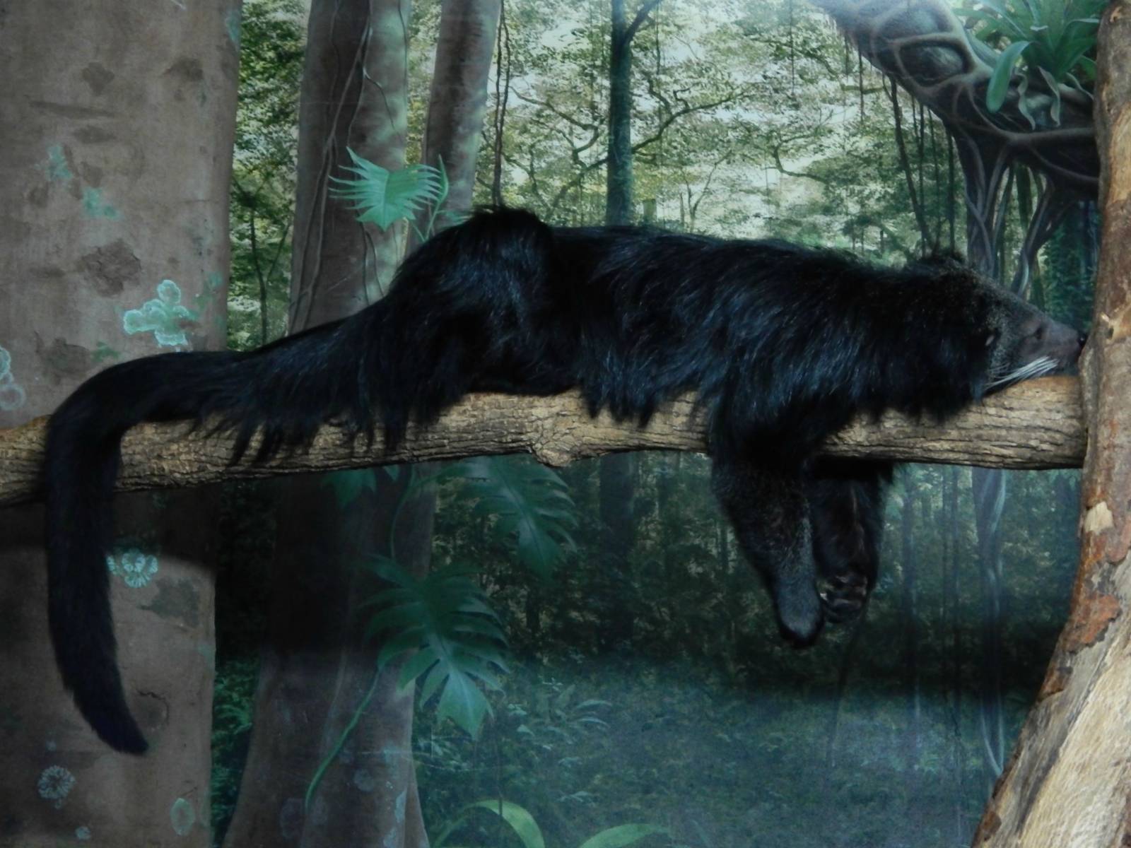 Dec. 2014 - Night Hunters - Audrey the Bearcat