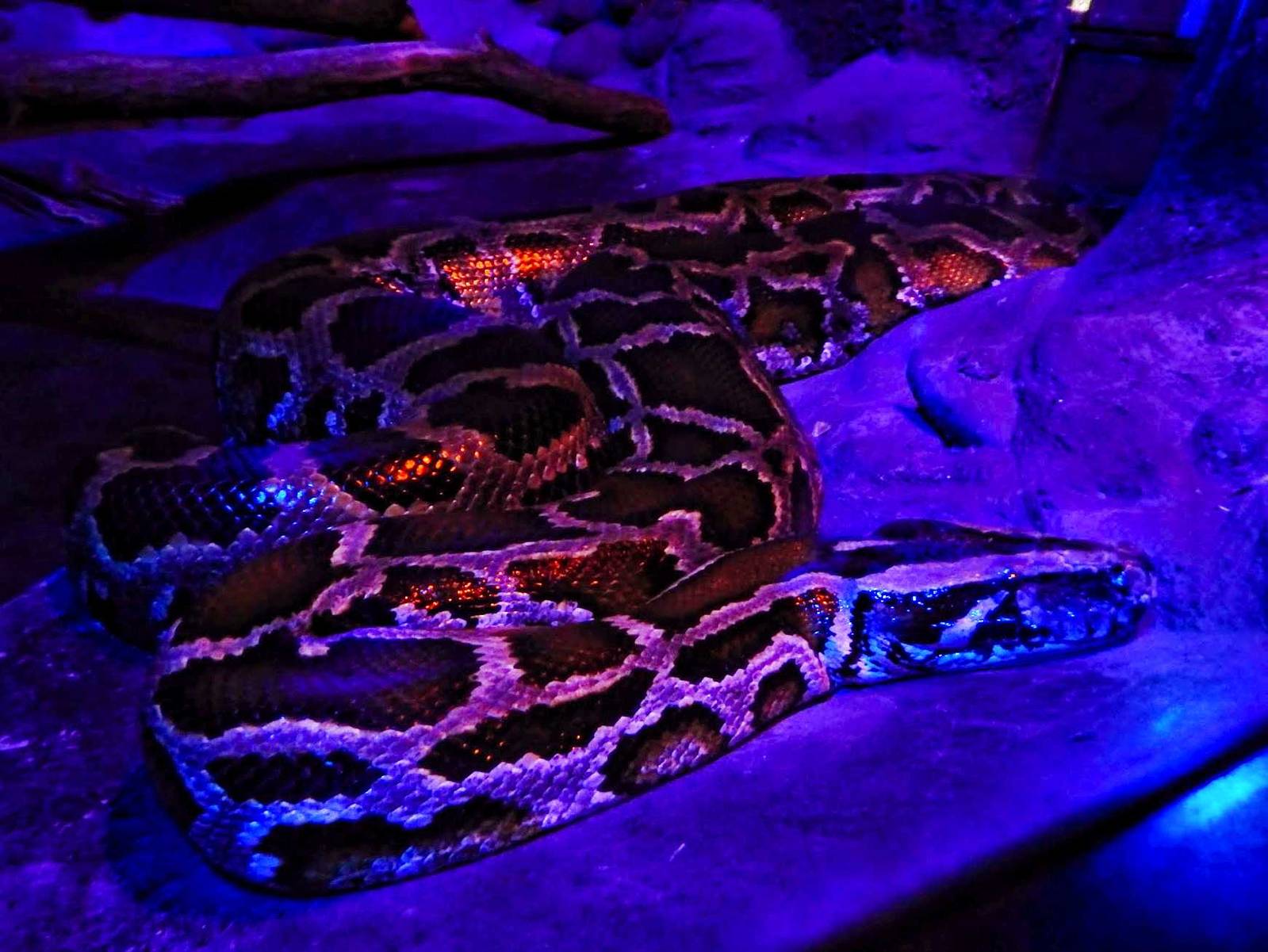Dec. 2014 - Night Hunters - Burmese Python