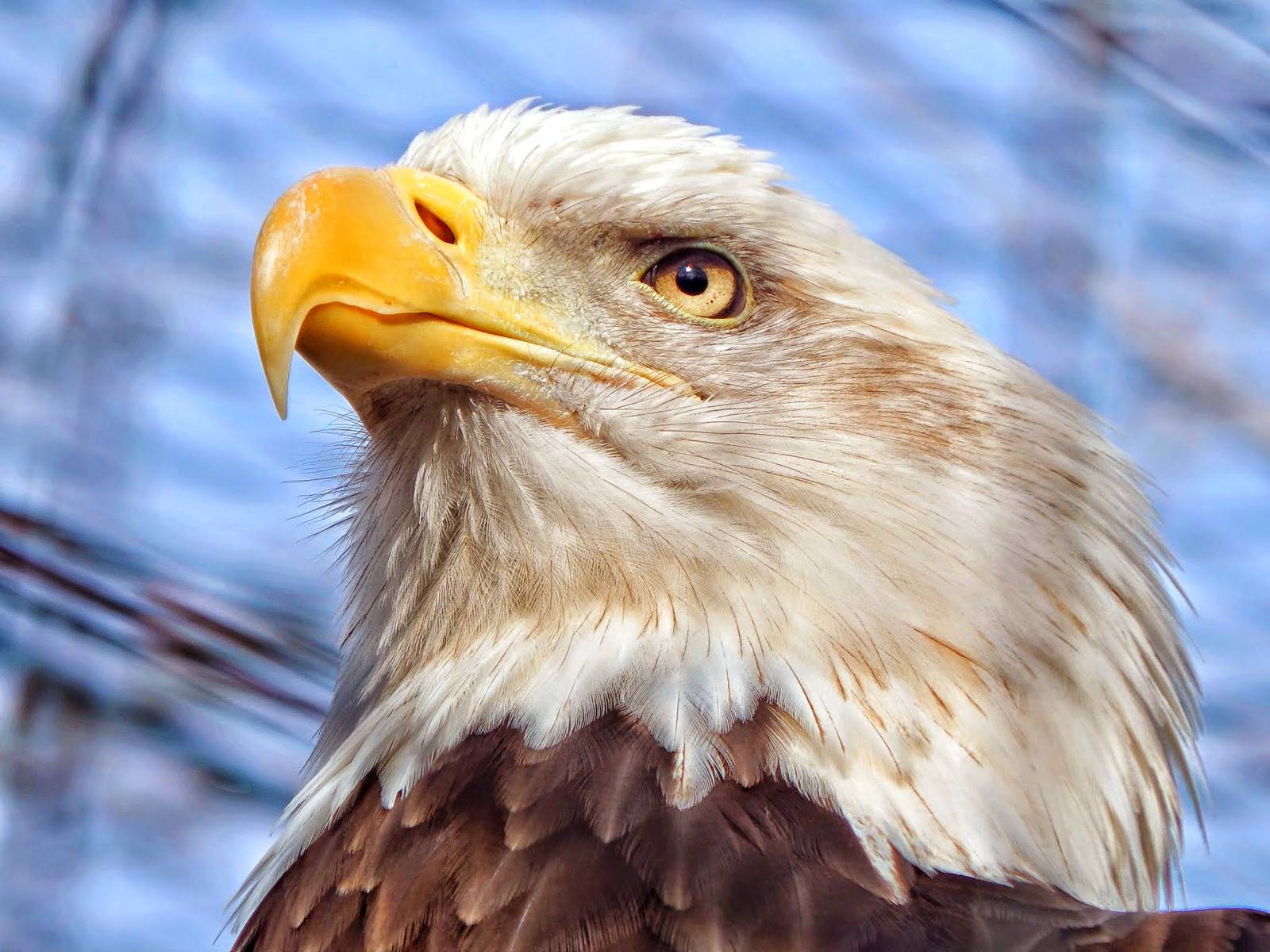 Dec. 2014 - North America - Bald Eagle
