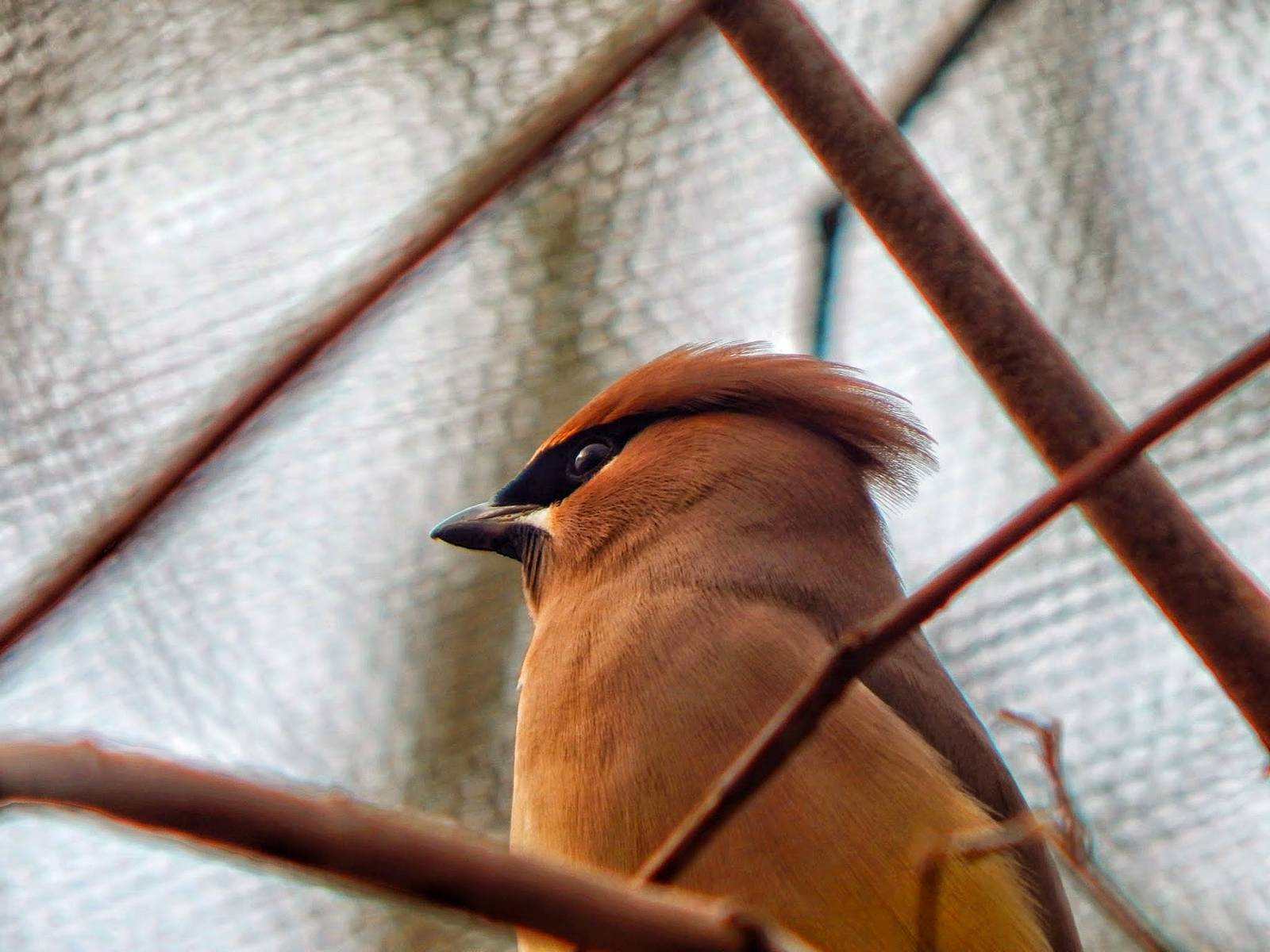 Dec. 2014 - North America - Cedar Waxing