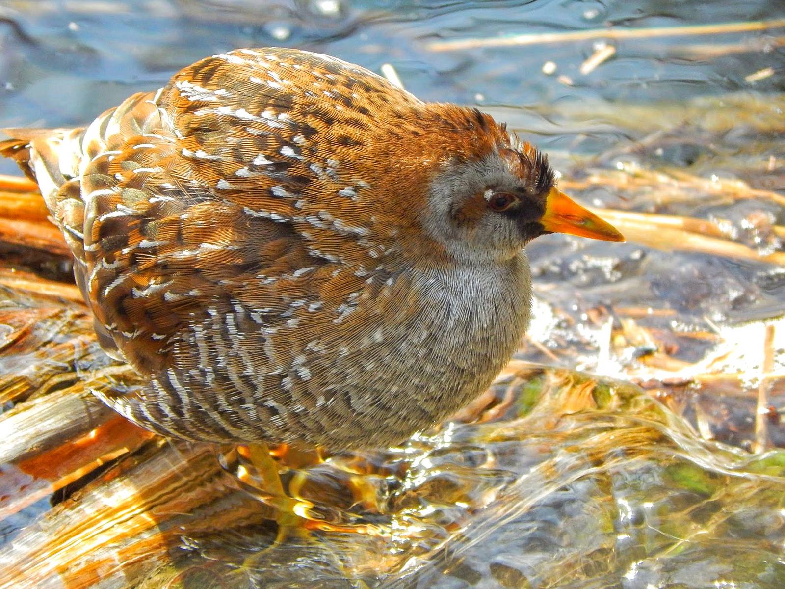 Dec. 2014 - North America - Sora or Yellow Rail?