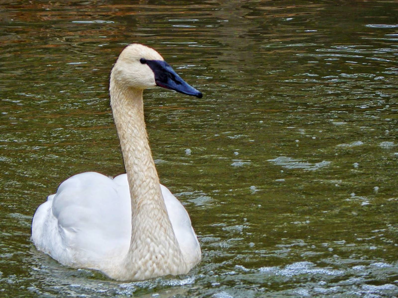 Dec. 2014 - North America - Trumpeter Swan