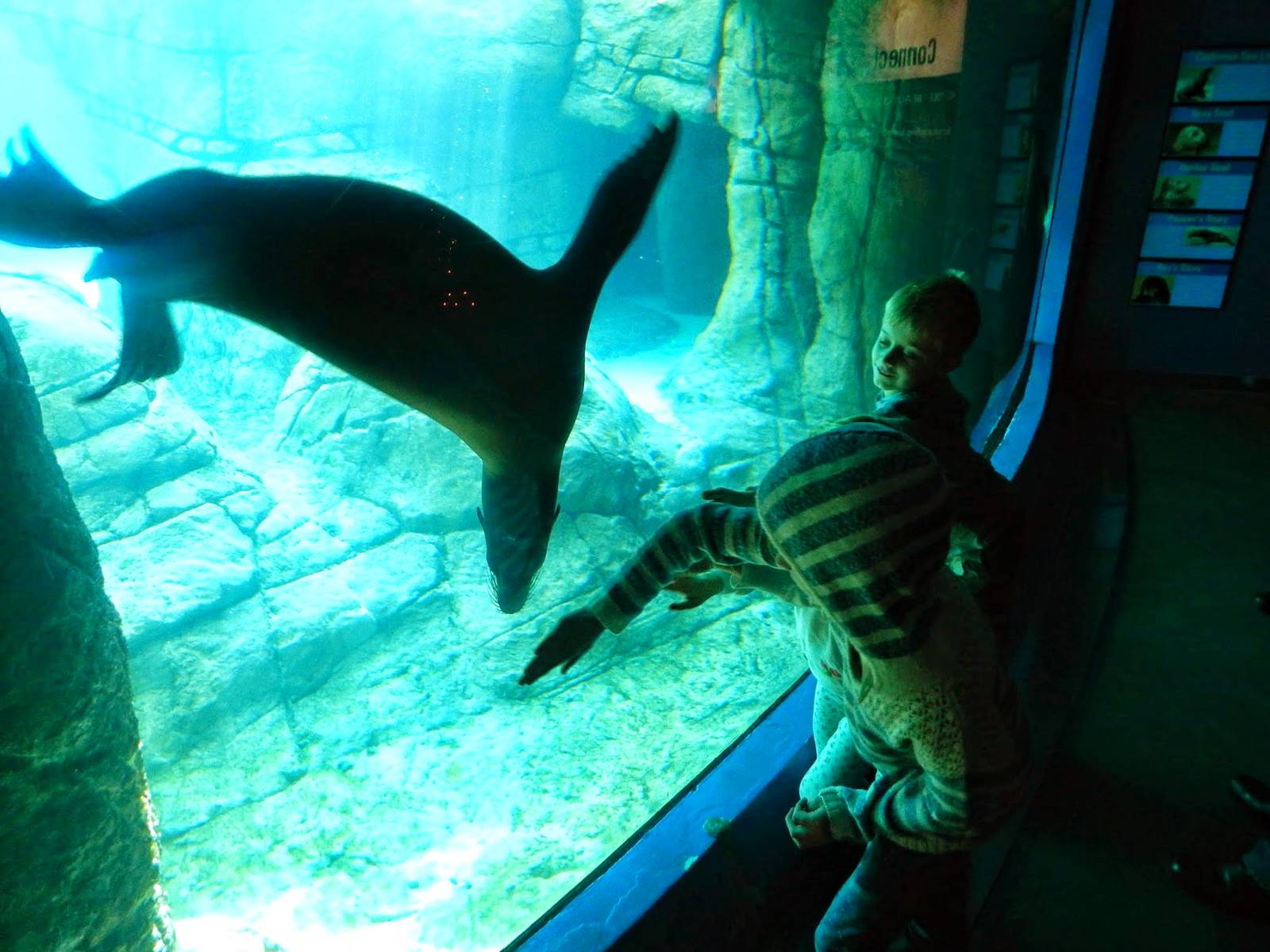 Dec. 2014 - Oceans - California Sea Lion Interaction