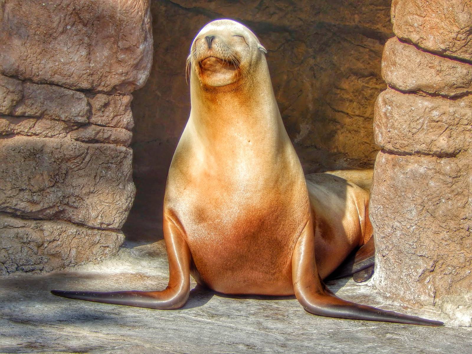 Dec. 2014 - Oceans - California Sea Lion