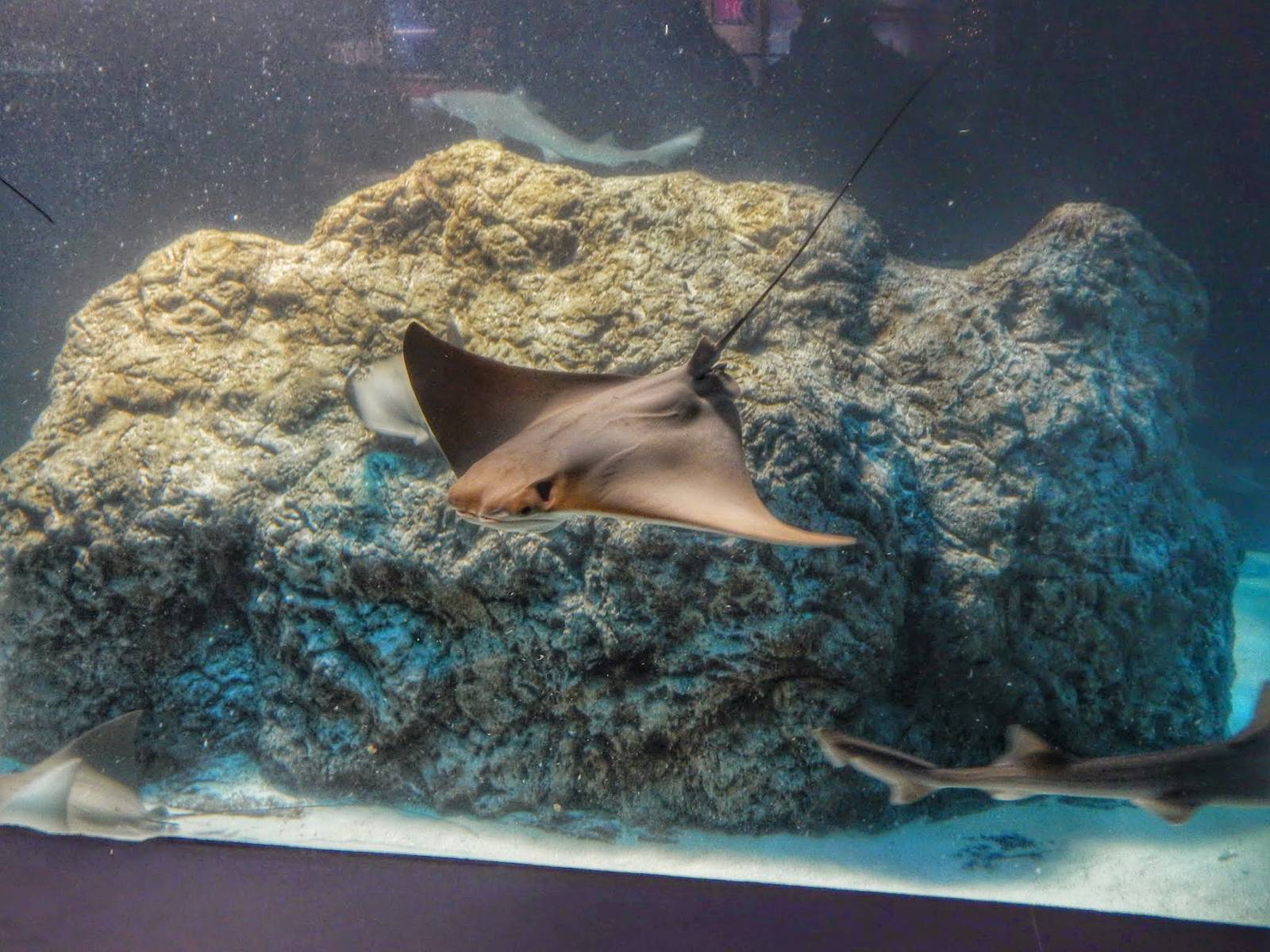 Dec. 2014 - Oceans - Cownose Ray