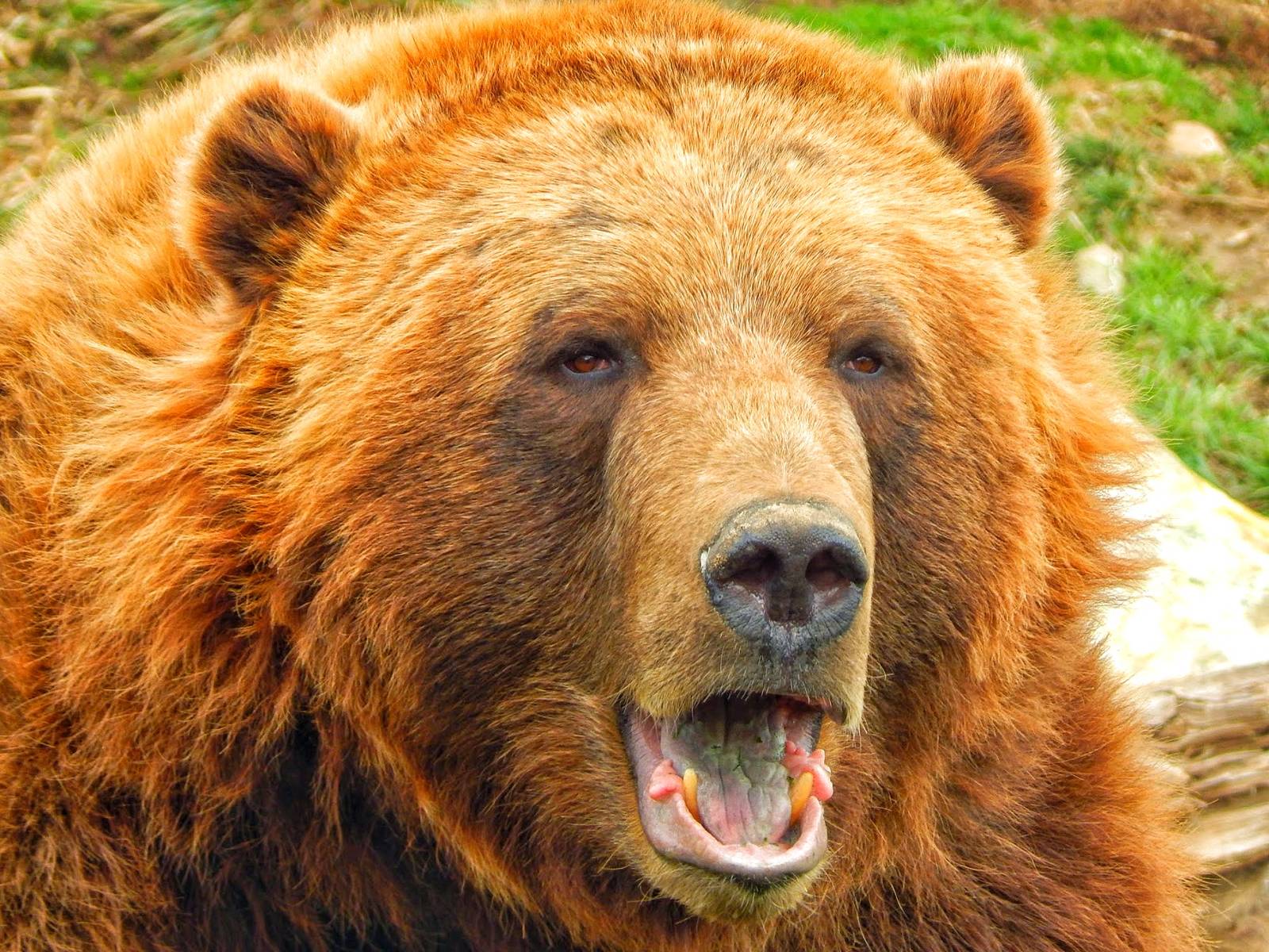 Dec. 2014 - Polar Frontier - Alaskan Brown Bear