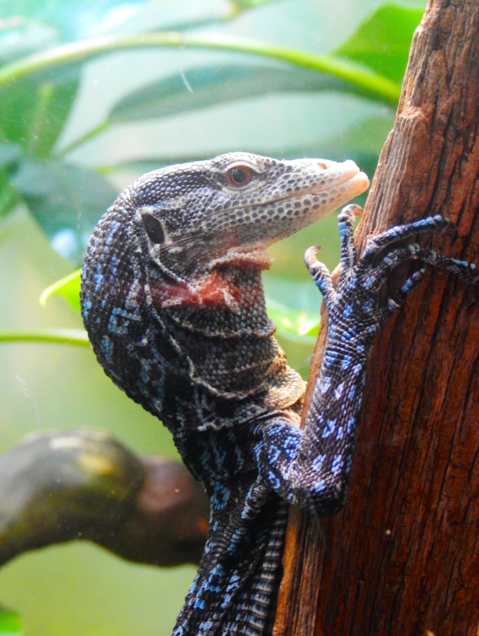 Dec. 2014 - Reptile House - Blue Tree Monitor