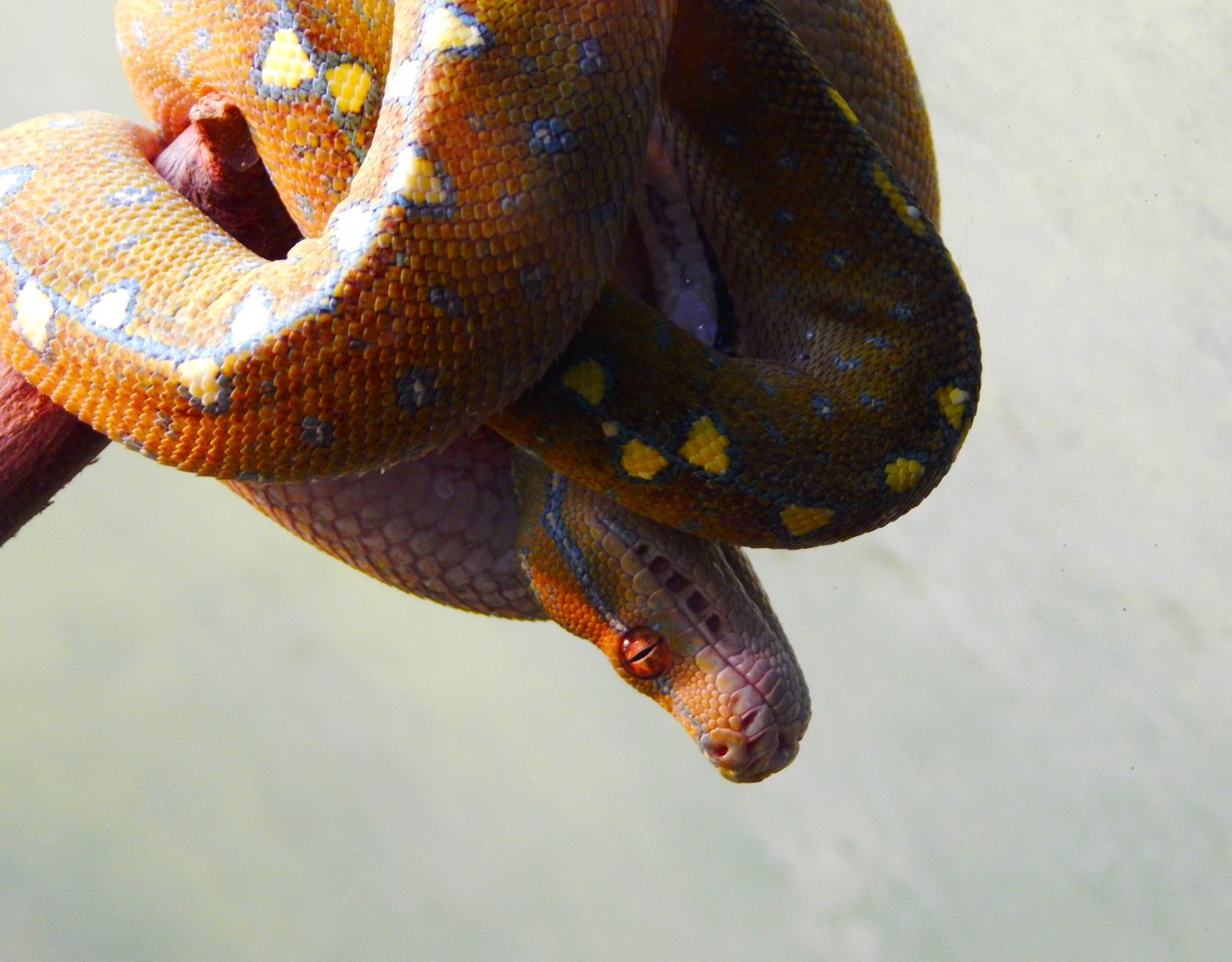 Dec. 2014 - Reptile House - Juvenile Green Tree Python