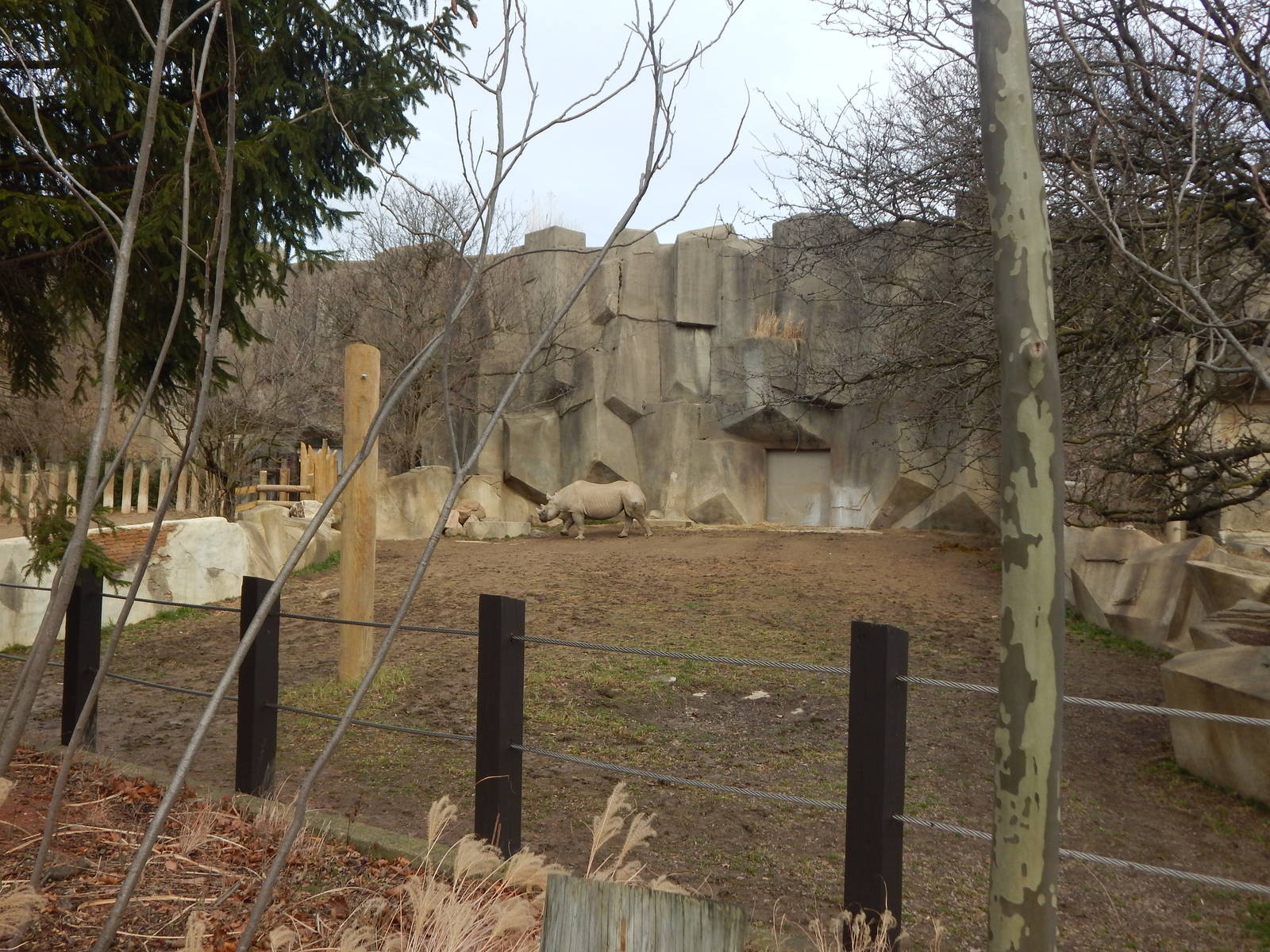 Dec. 2014 - Rhino Trek - Eastern Black Rhinoceros Exhibit 2 (Newly Renovate