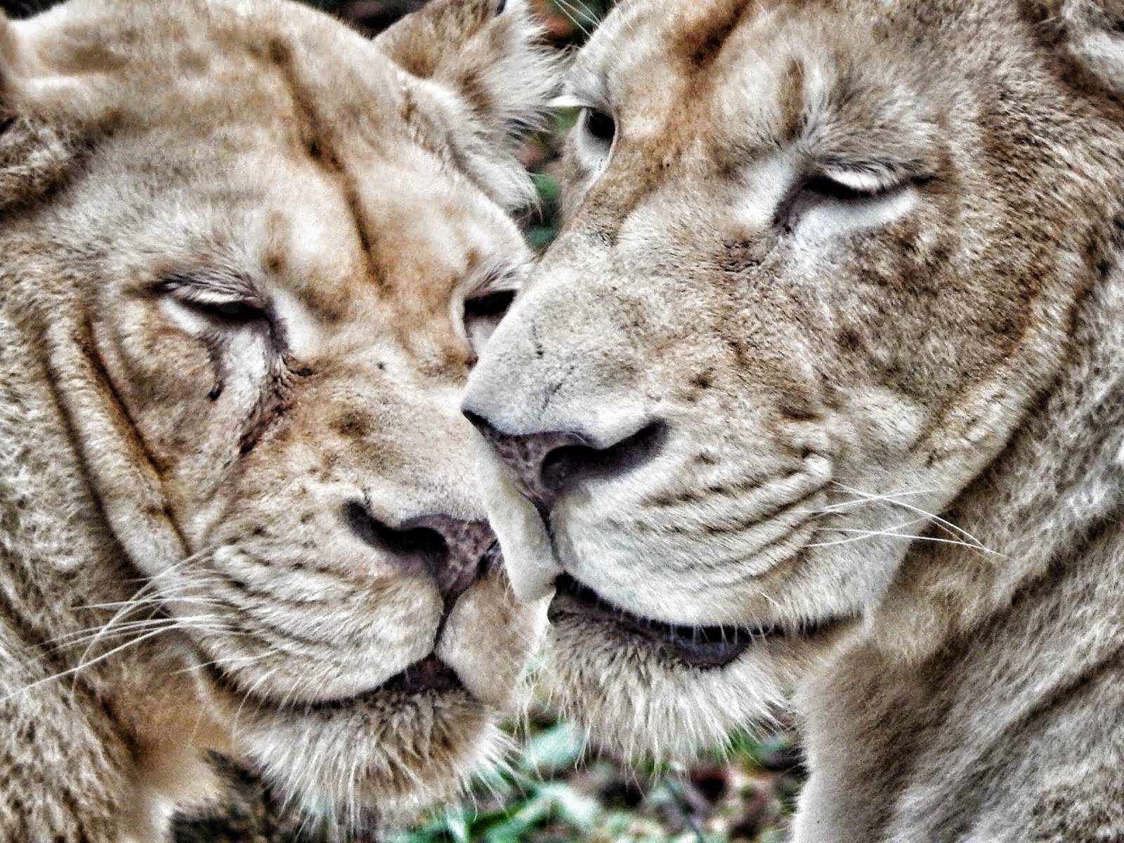 Dec. 2014 - White Lions of Timbavati - Mother + Daughter