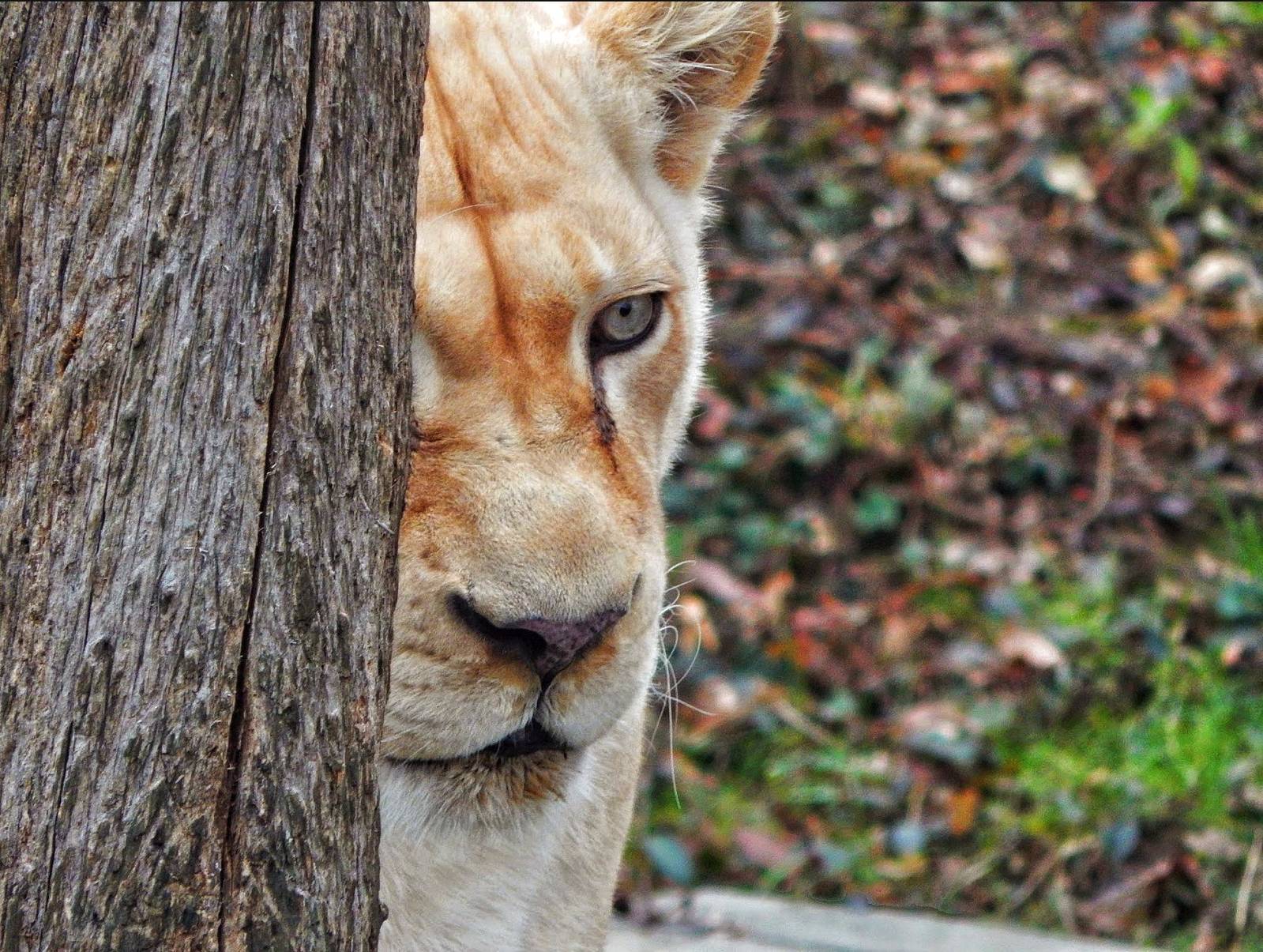 Dec. 2014 - White Lions of Timbavati - Prosperity