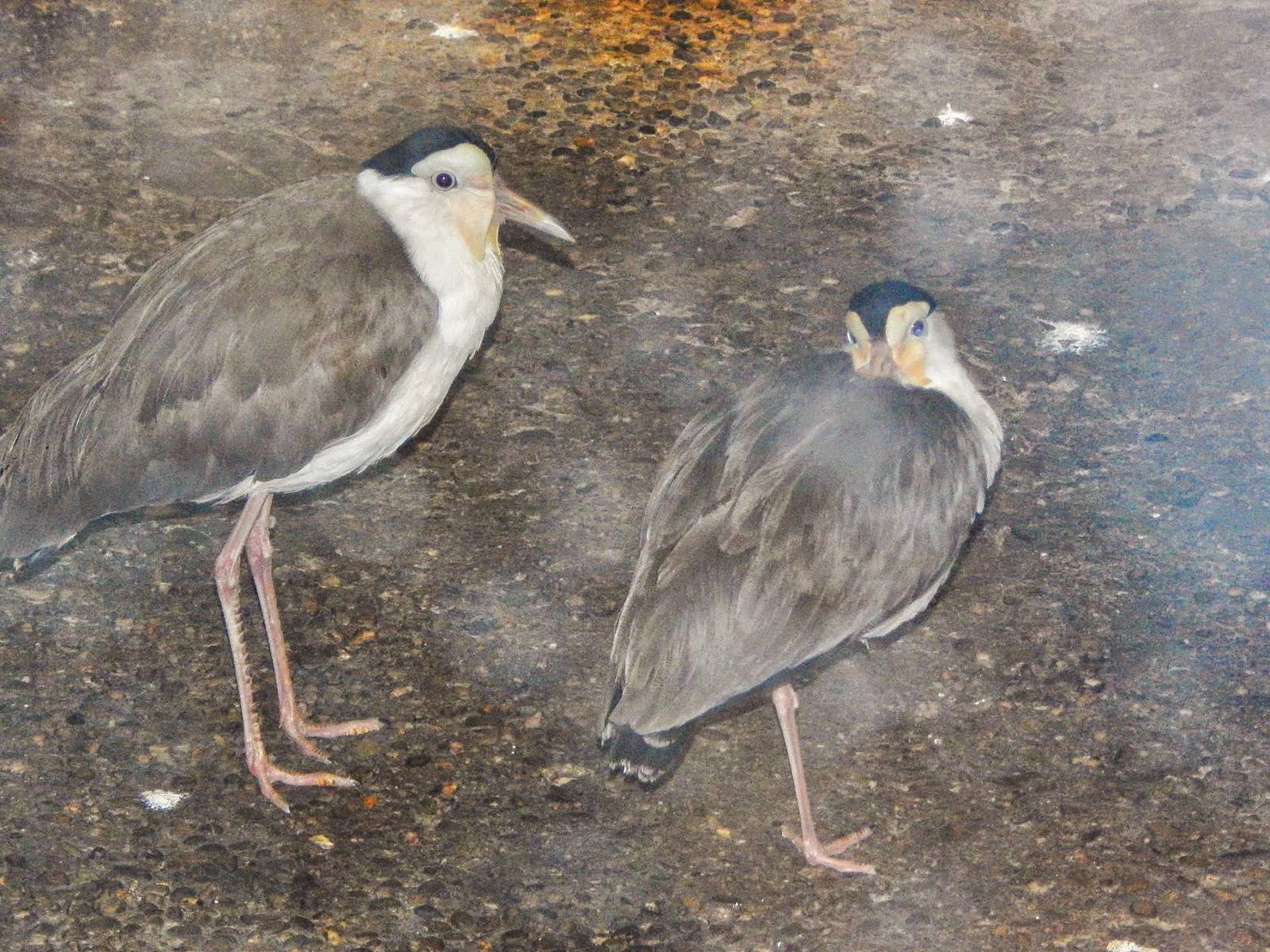 Dec. 2014 - Wings of the World - New Species 2014! Masked Lapwings
