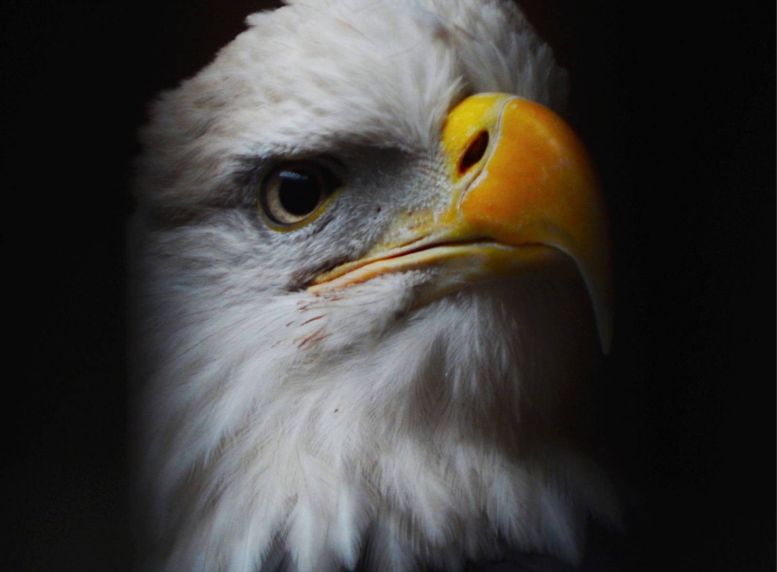 Dec. 2014 - Wings of Wonder - Sam the Bald Eagle