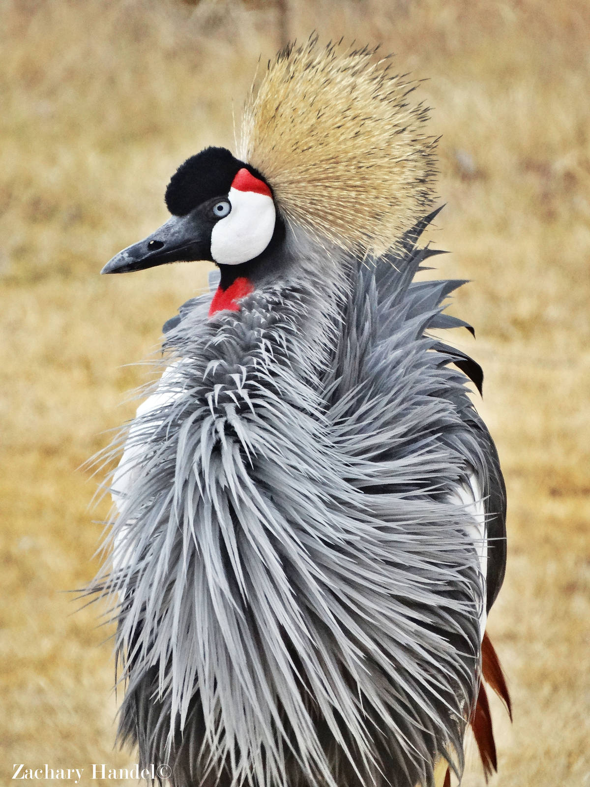 Dec. 2015 - Africa - East African Crowned Crane