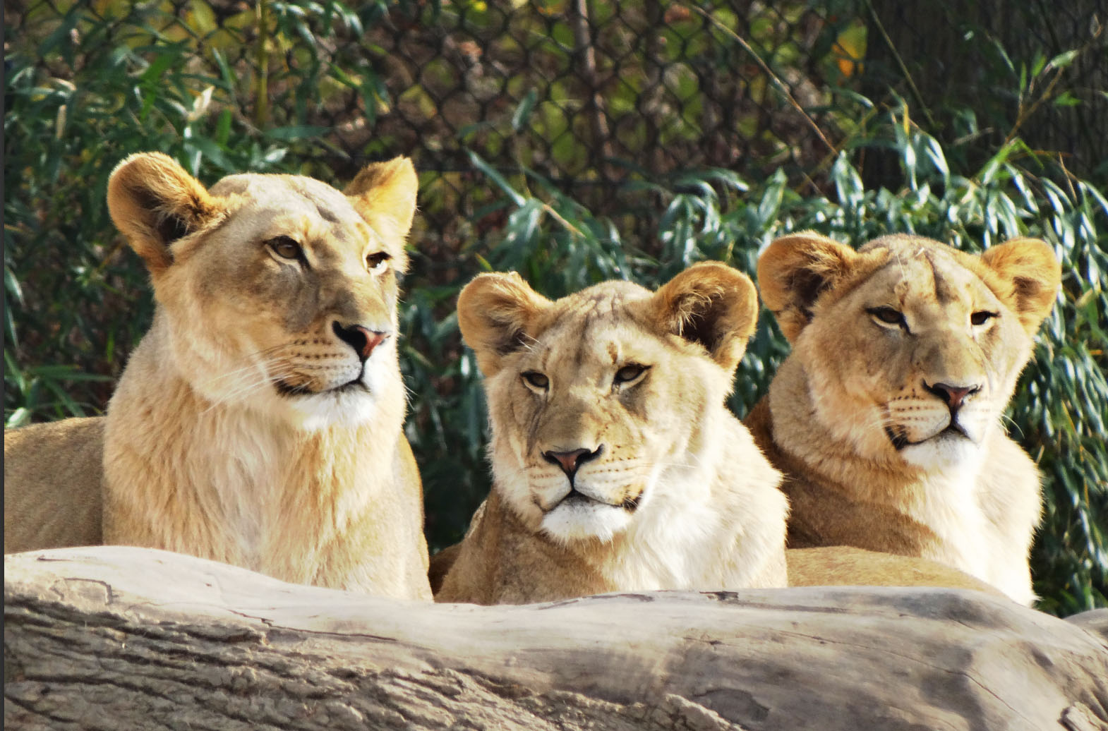 Dec. 2015 - Africa - Imani and Two of Her Daughters