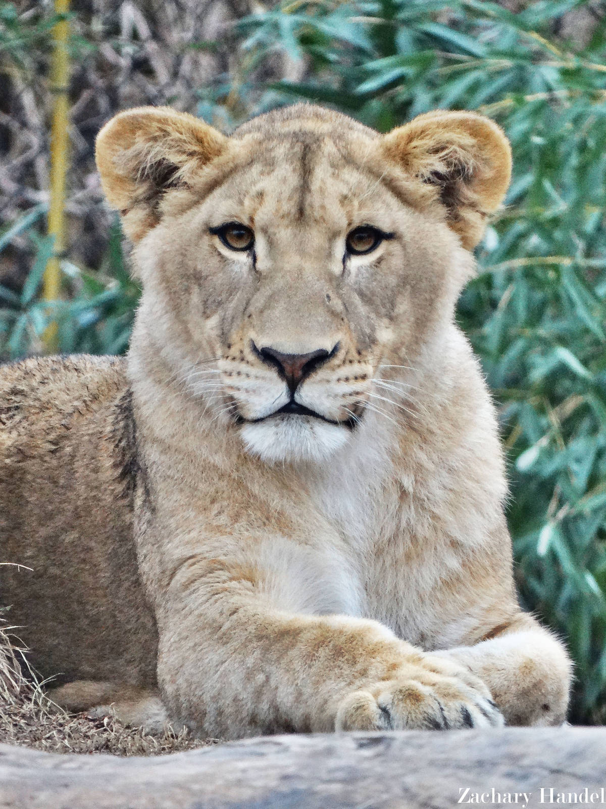 Dec. 2015 - Africa - Southeast African Lion Juvenile