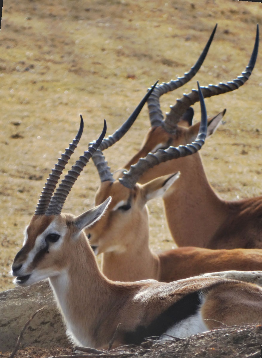 Dec. 2015 - Africa - Thomson's Gazelle + Impala