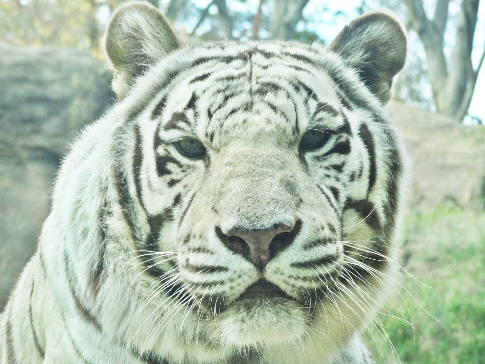 Dec. 2015 - Cat Canyon - White Tiger