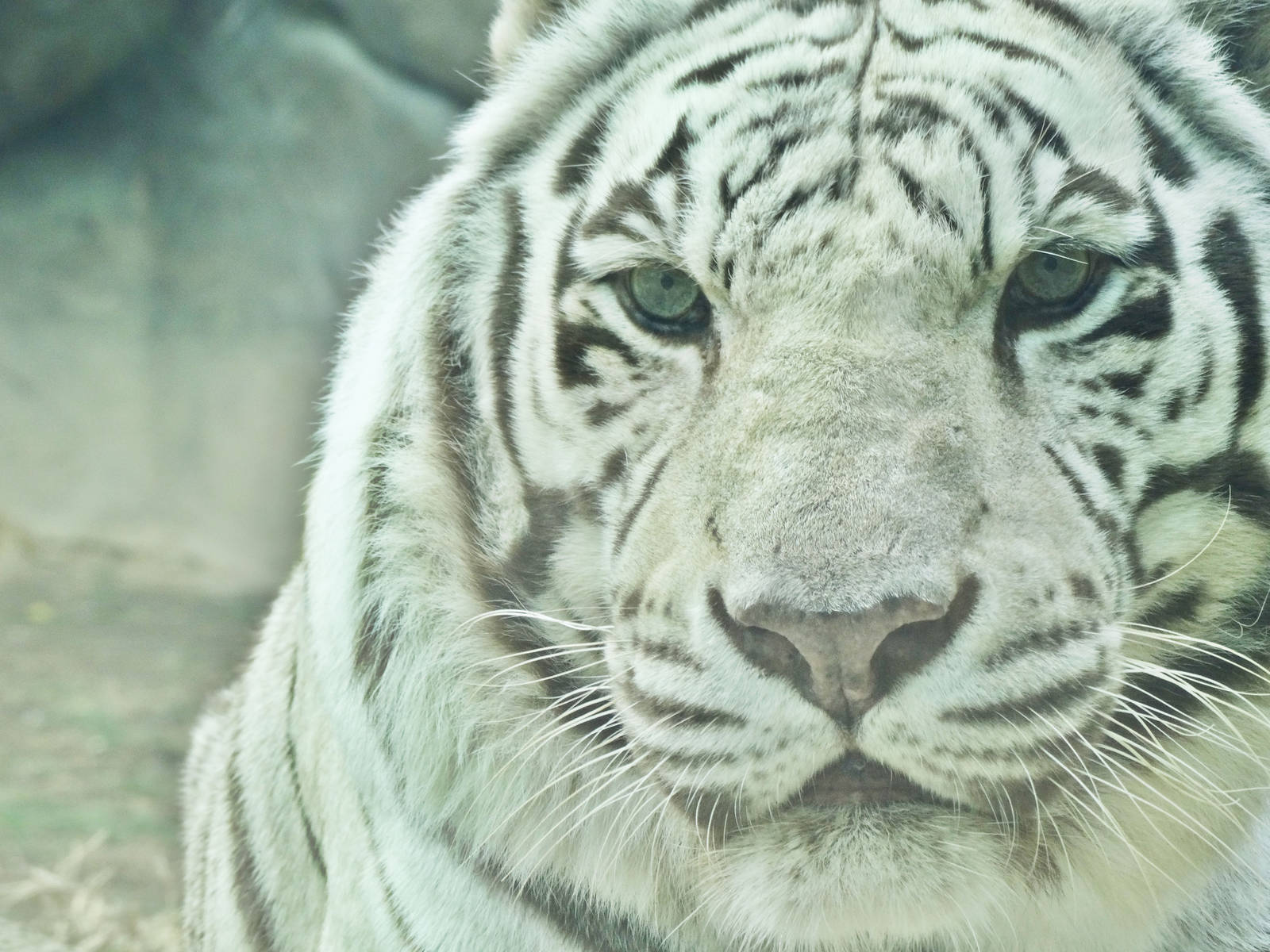 Dec. 2015 - Cat Canyon - White Tiger