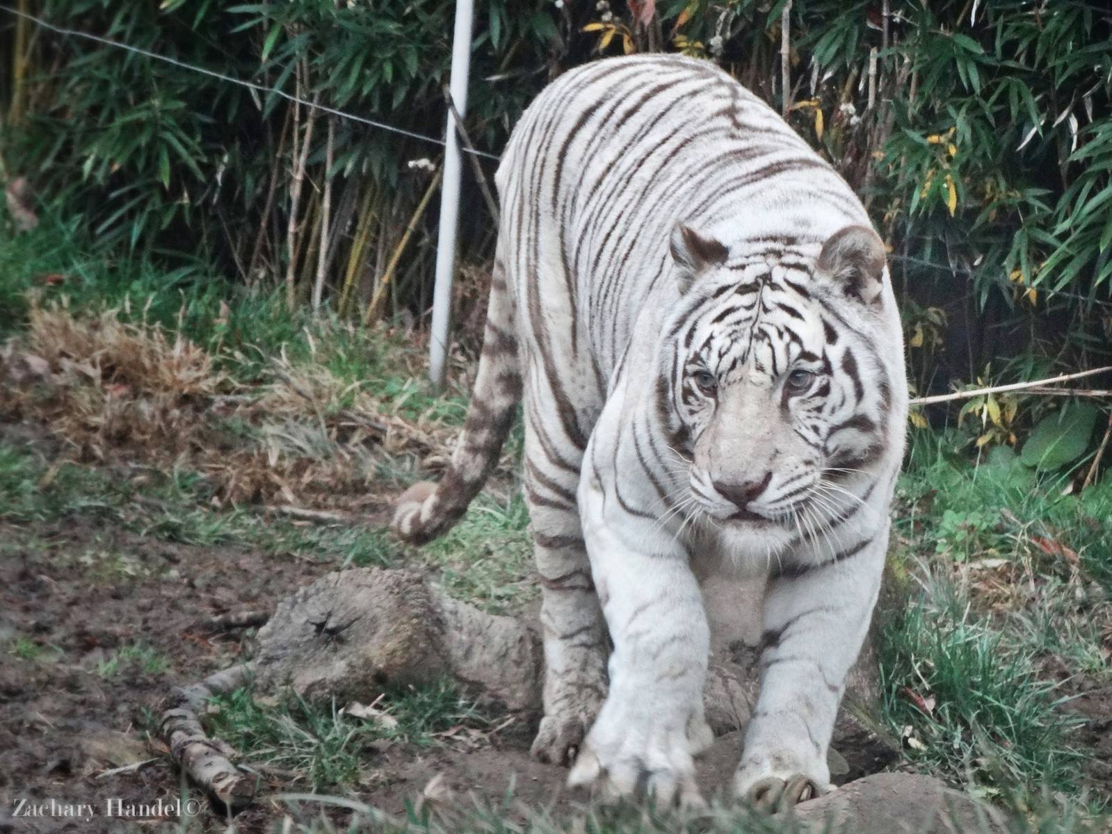 Dec. 2015 - Cat Canyon - White Tiger