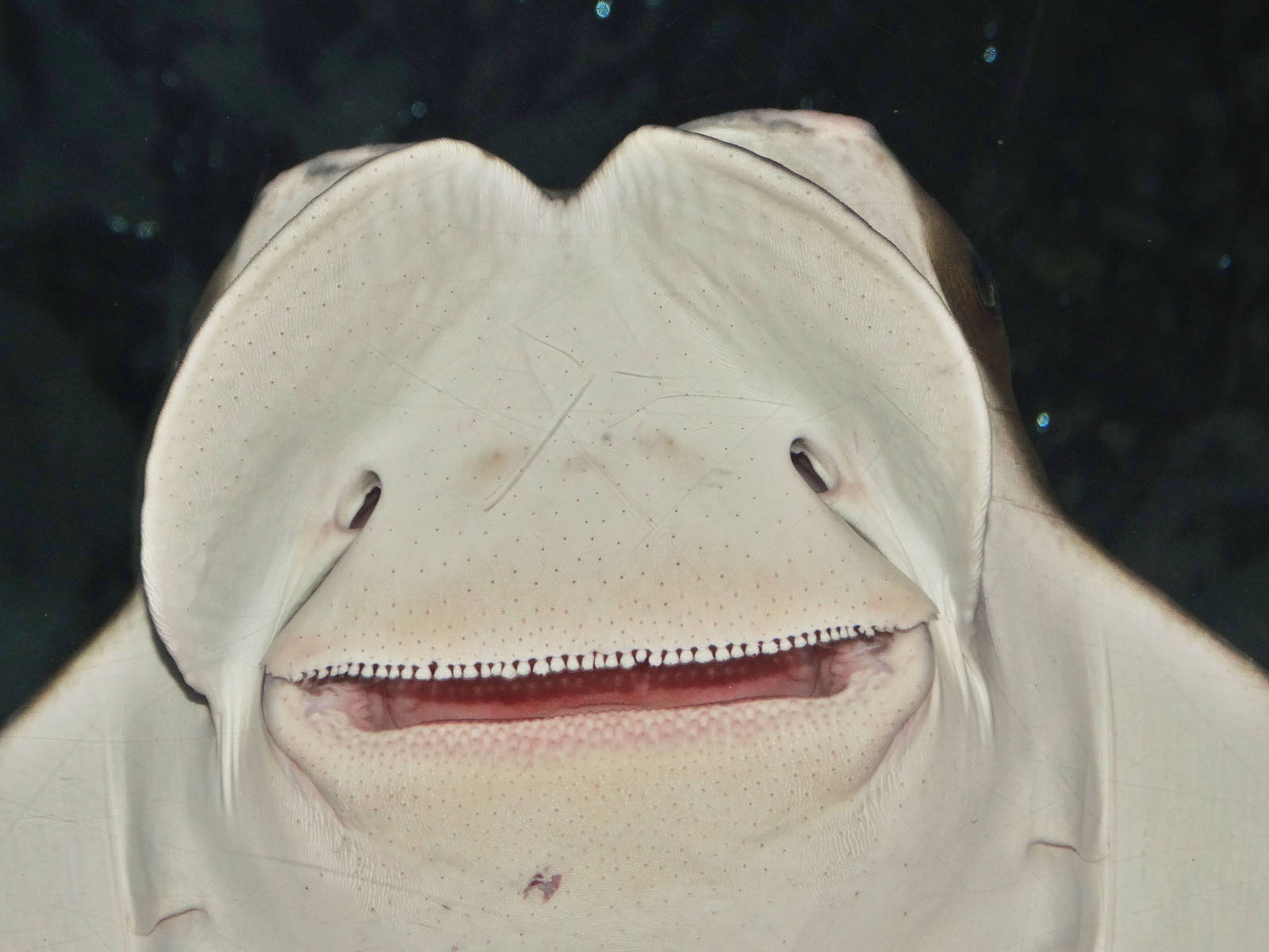 Dec. 2015 - Coral Reef - Cownose Ray