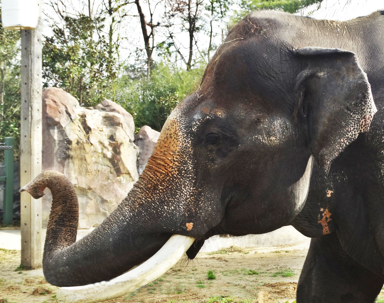Dec. 2015 - Elephant Reserve - Sabu (3 Wires Photoshopped Out)