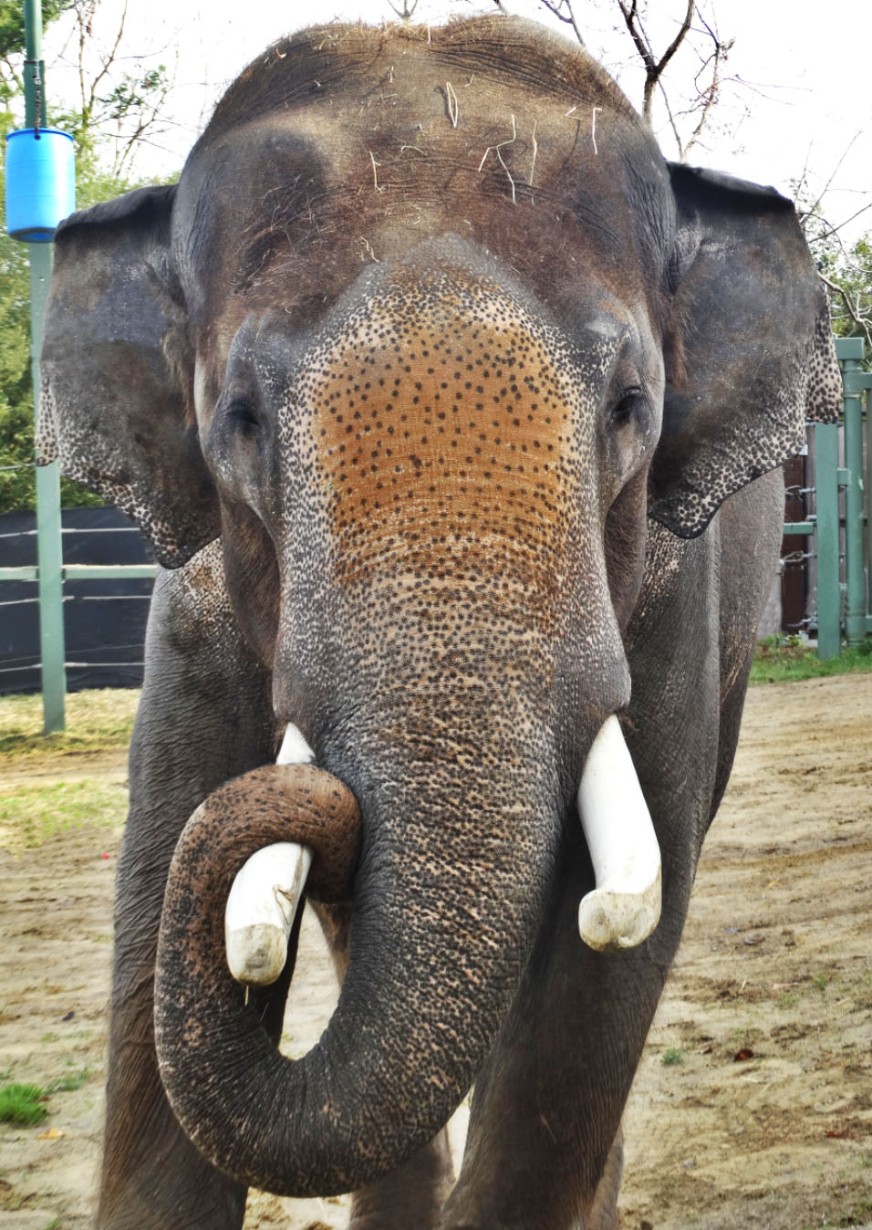 Dec. 2015 - Elephant Reserve - Sabu
