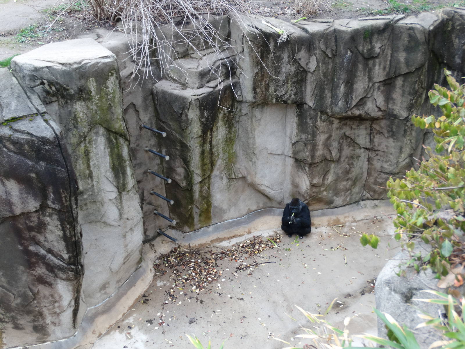Dec. 2015 - Gorilla World - Mara Down in the Moat