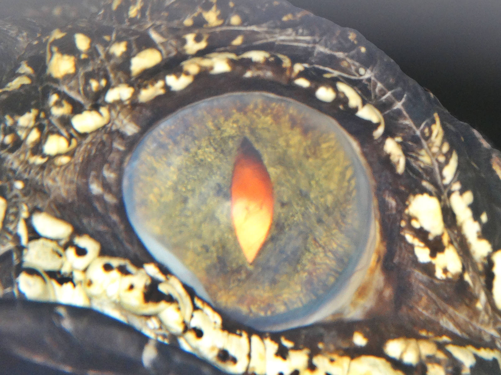 Dec. 2015 - Guess the Species