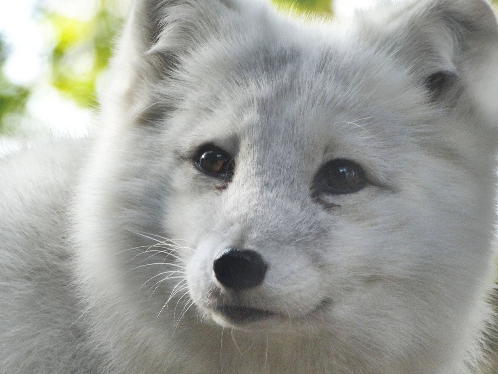 Dec. 2015 - Lords of the Arctic - Arctic Fox
