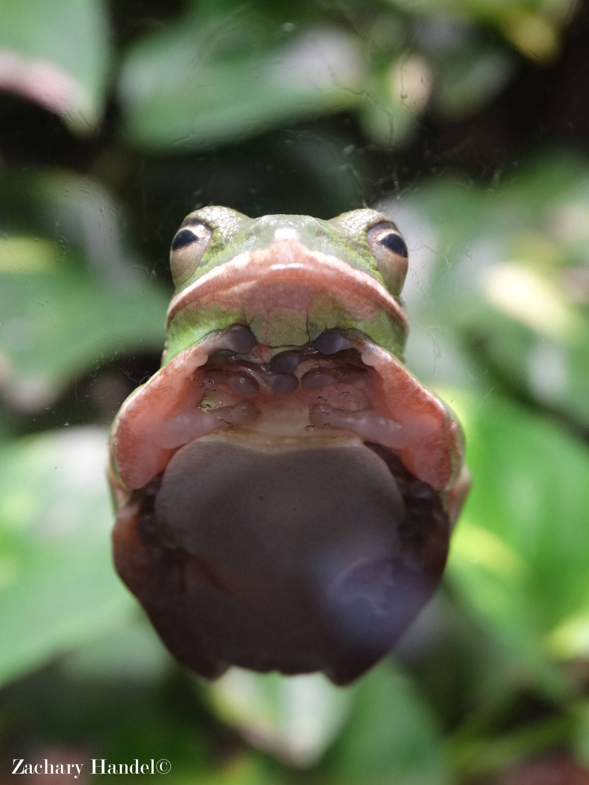 Dec. 2015 - Manatee Springs - Green Tree Frog