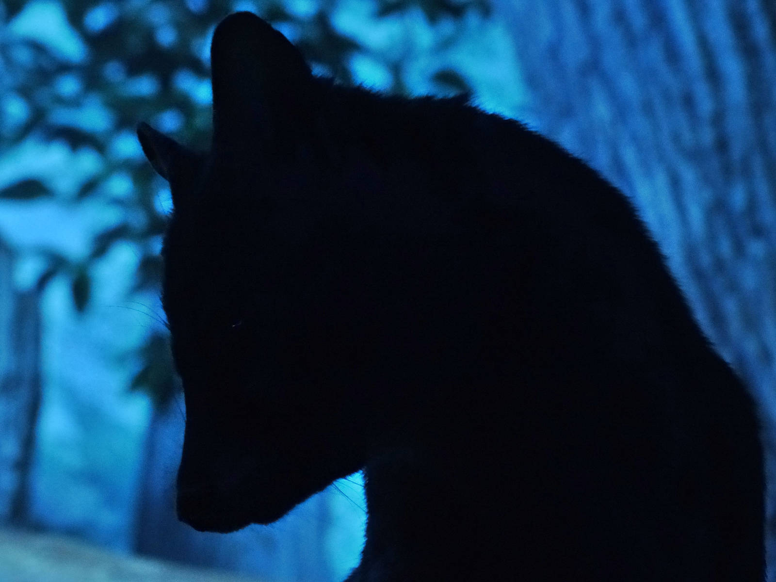 Dec. 2015 - Night Hunters - Guess the Silhouette