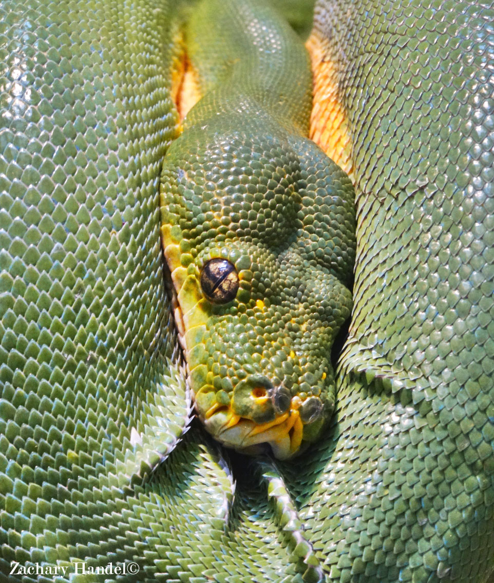 Dec. 2015 - Reptile House - Green Tree Python