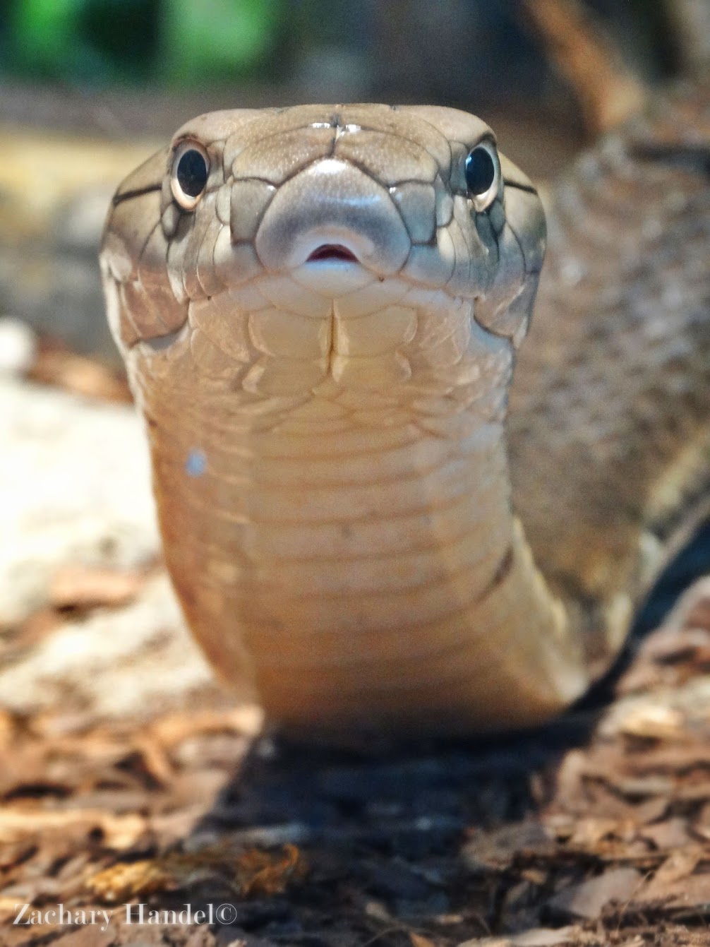 Dec. 2015 - Reptile House - King Cobra