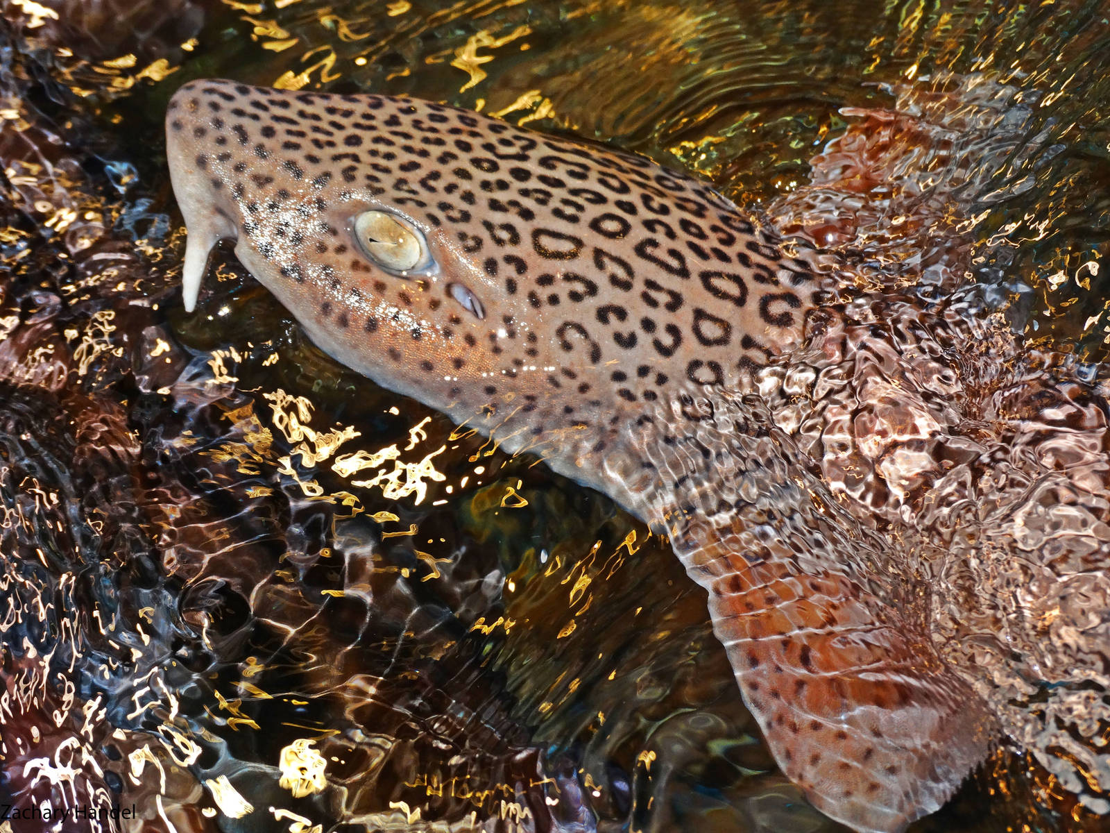 Dec. 2015 - Shark Central - Leopard Catshark