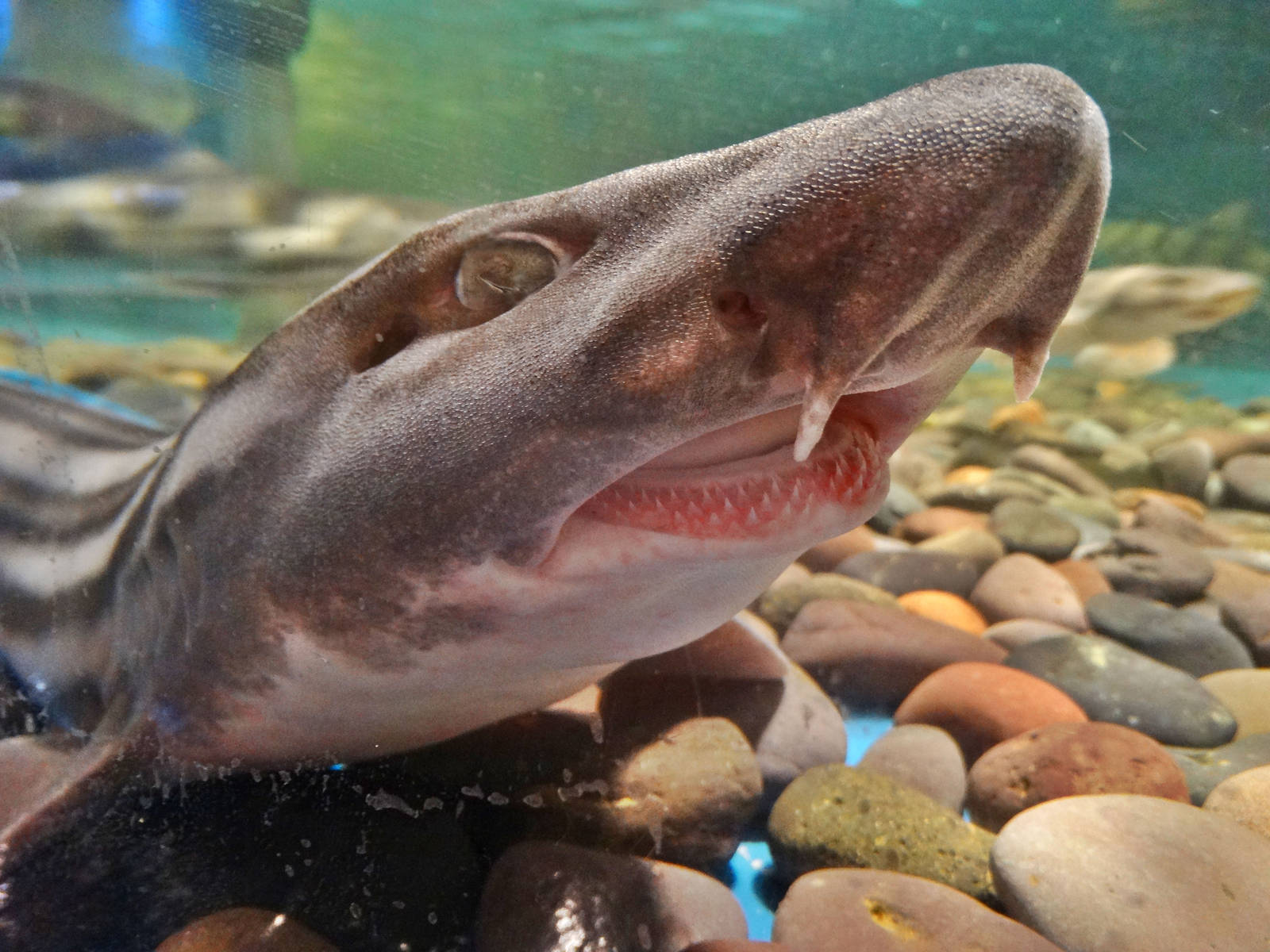 Dec. 2015 - Shark Central - Striped Catshark