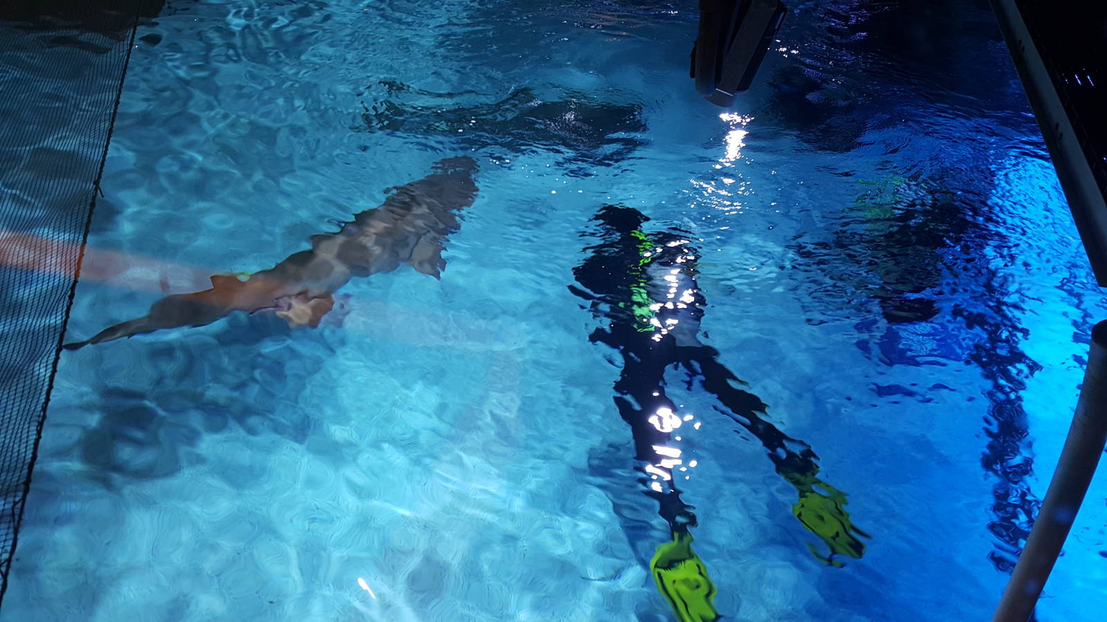 Dec. 2015 - Shark Top - Scuba Santa Session